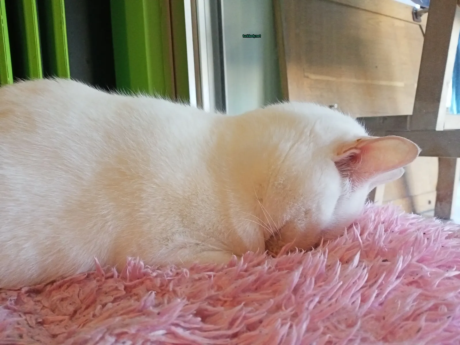 Beyaz bir kedi, pembe bir çarşaf ve arkasındaki yeşil duvarla.