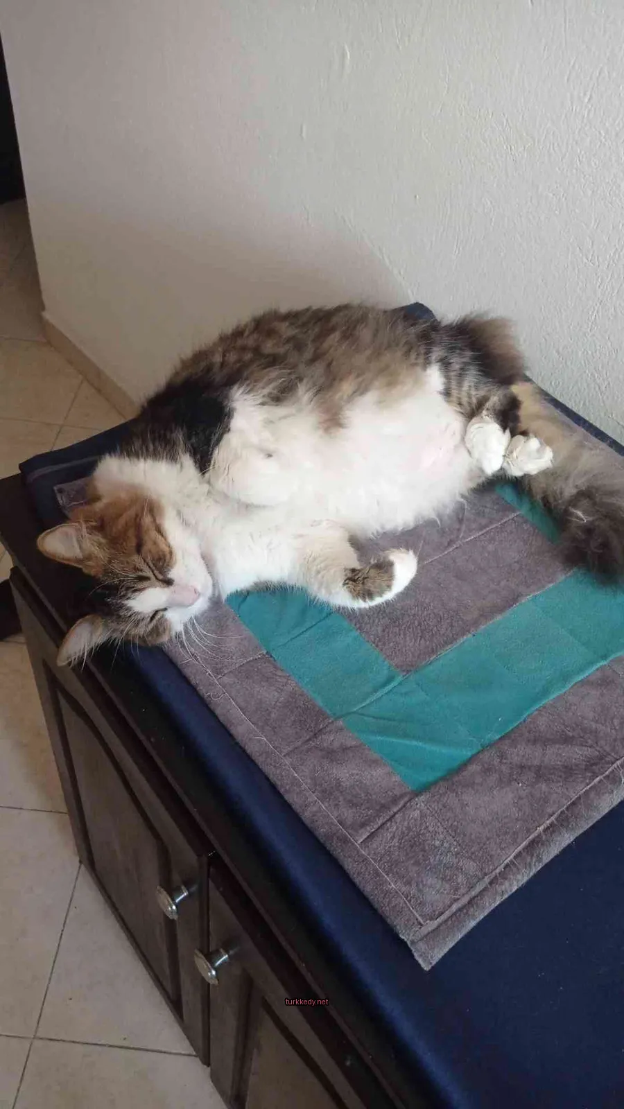 Beyaz yüzü ve kahverengi ve siyah tüylü bir kedi mavi ve gri bir minder üzerinde yatıyor.