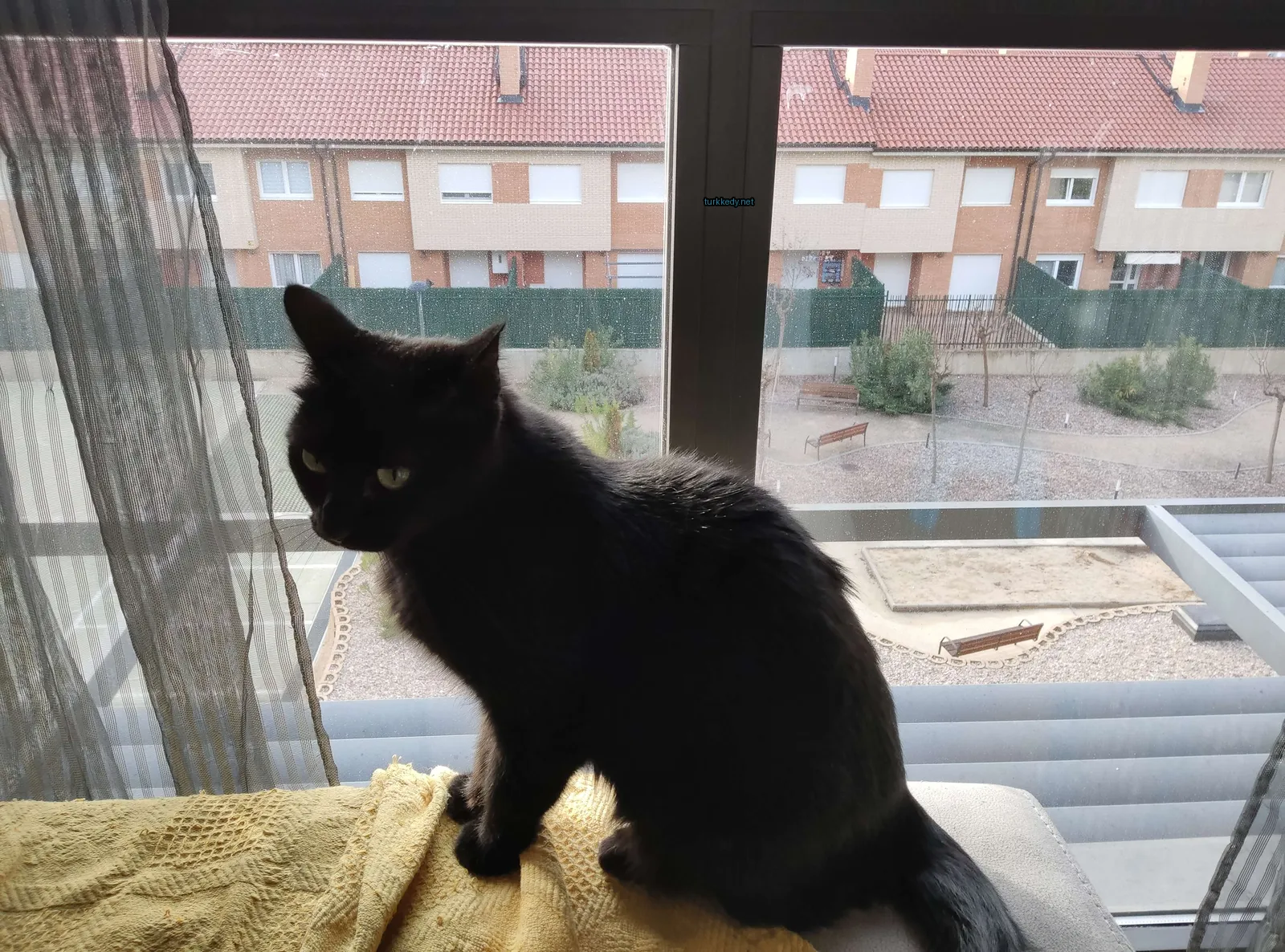 Siyah bir kedi, bir pembe perdeli pencereden önünde sarı bir battaniyede oturuyor.