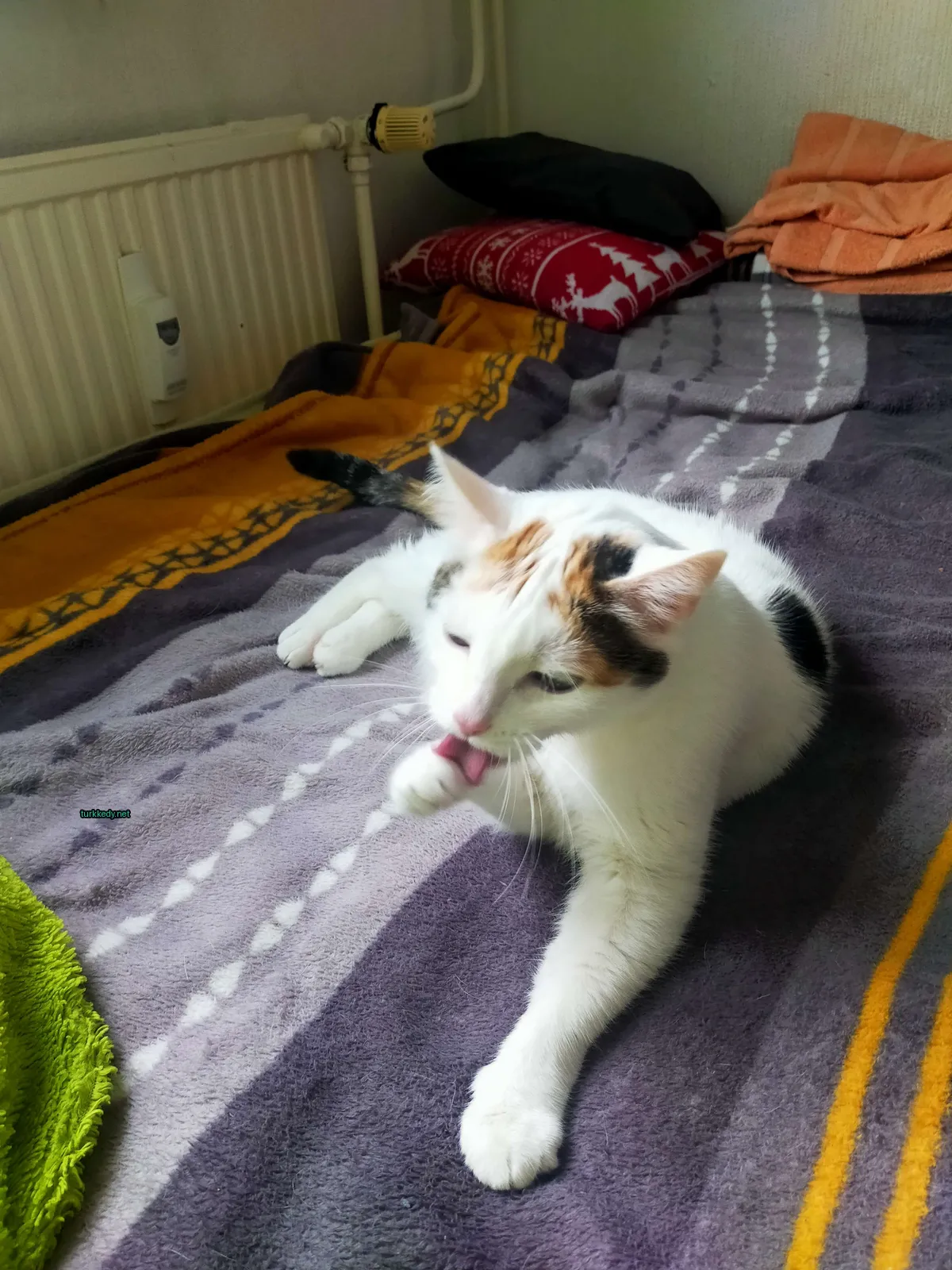 Beyaz ve kahverengi bir kedi, başındaki siyah lekeyle yatan bir yatakta kendini ovuyor.
