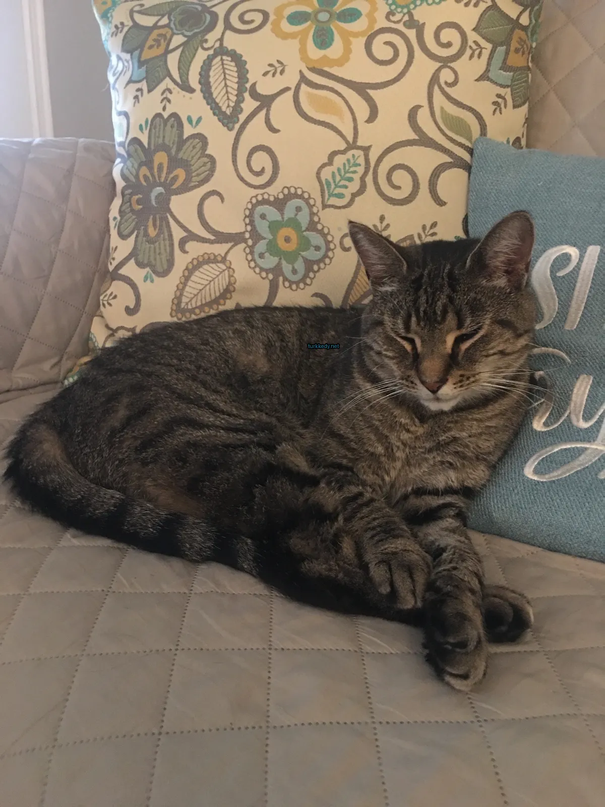Kahverengi ve siyah bir kedi bir sofa üzerinde yatıyor.