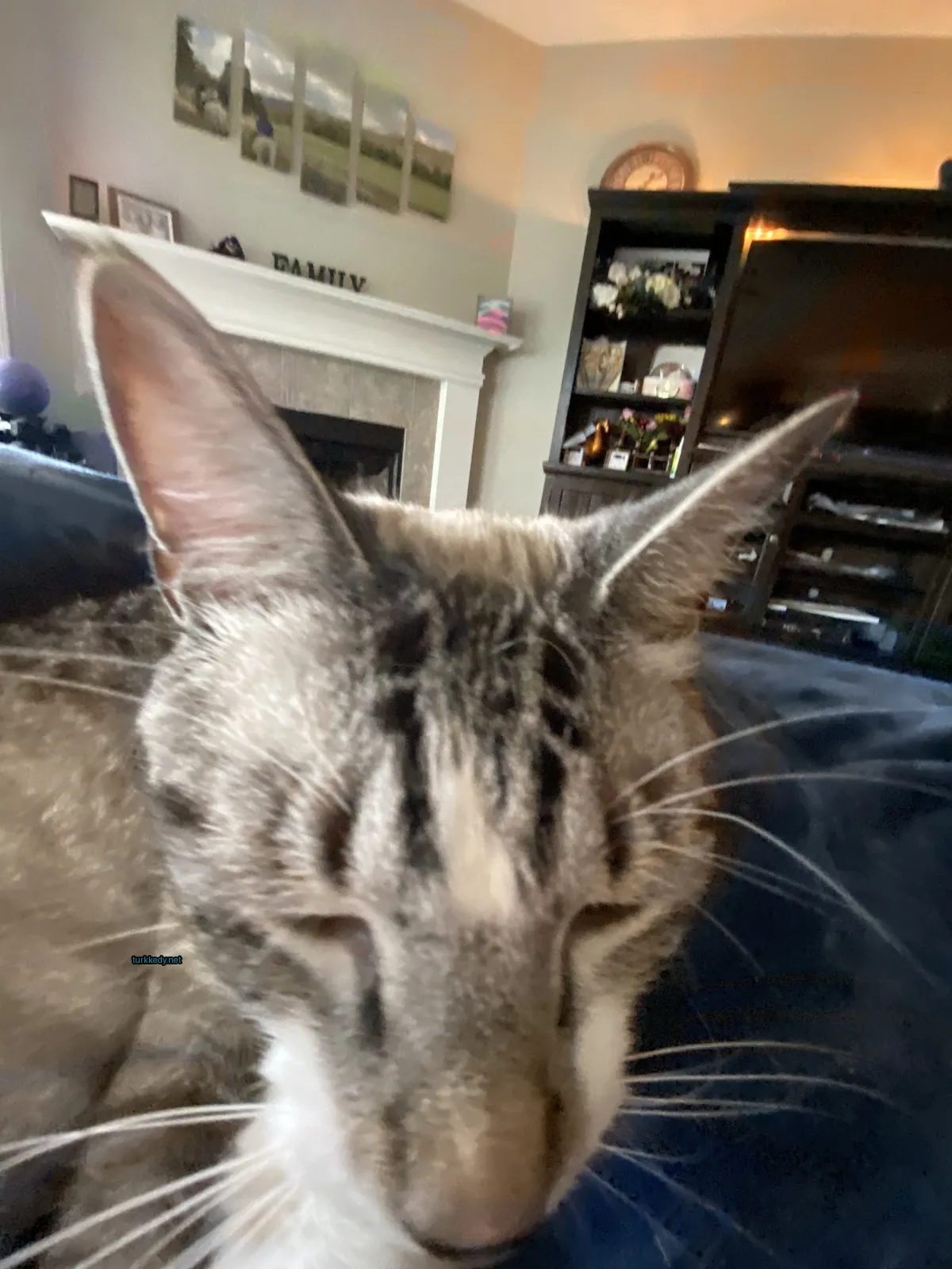 Gri ve beyaz bir kedi, mavi bir sofa üzerinde siyah bir şeritli bir kedi yatıyor.