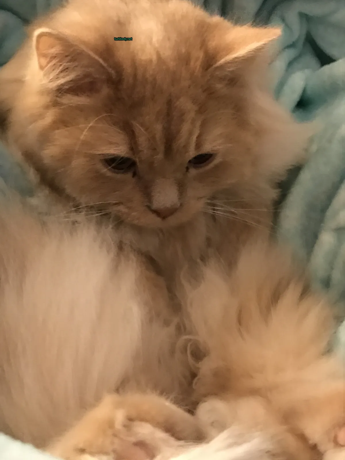 Bir pembe ve beyaz kedi bir minderin üzerinde yatıyor.