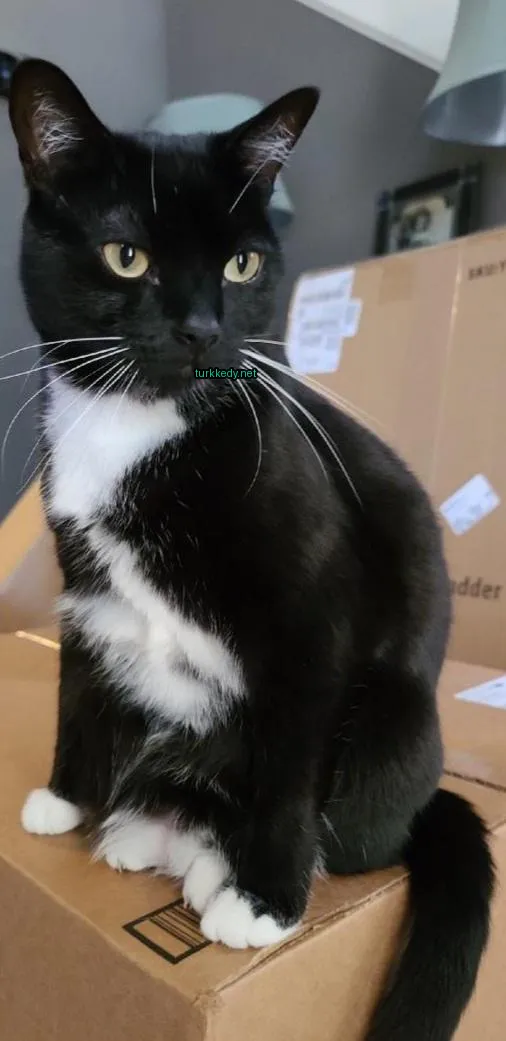 Siyah beyaz bir kedi, kulak kısmında yeşil bir etiket var.