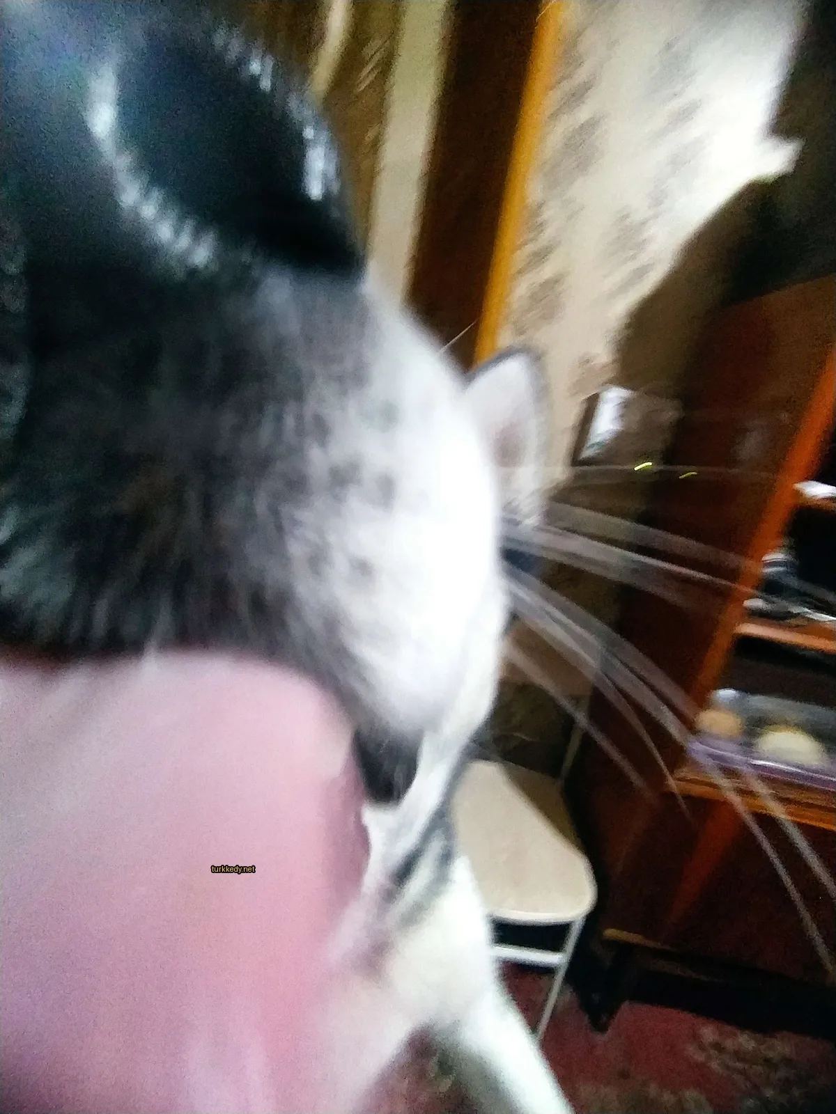 Beyaz ve siyah bir kedi, gri burun ve tırnakları var.