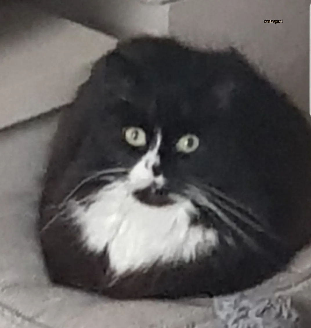 Siyah ve beyaz bir kedi bir sofa üzerinde oturuyor.