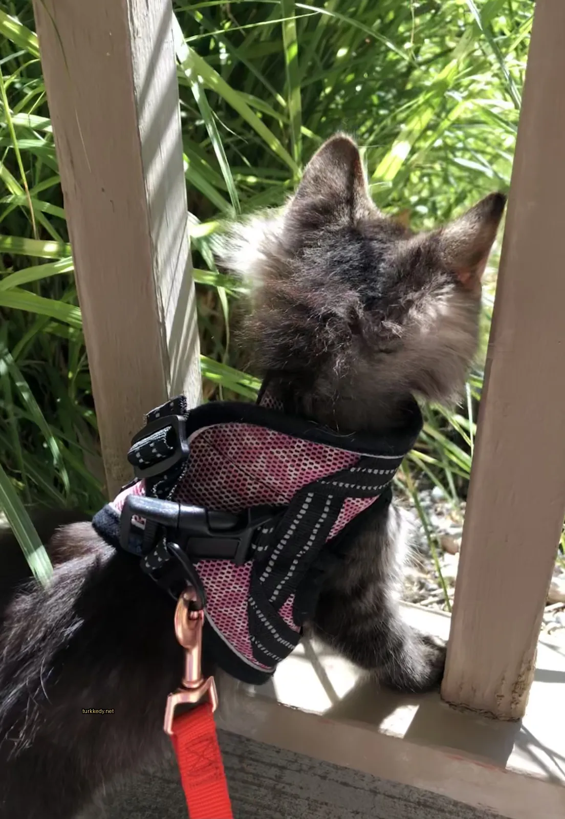 Gri ve siyah bir kedi, bir pink ceket ve kemerle bir evin ön cephesinde duruyor.