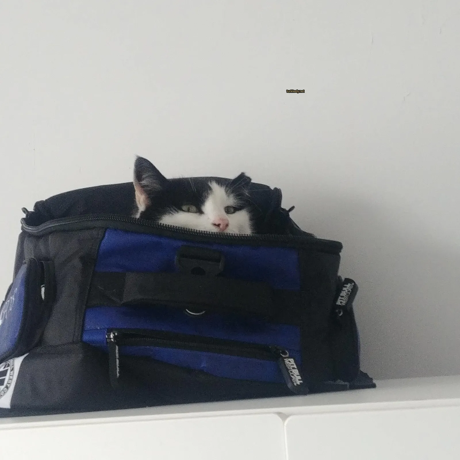 Siyah ve beyaz bir kedi mavi ve siyah bir poşette yatıyor.