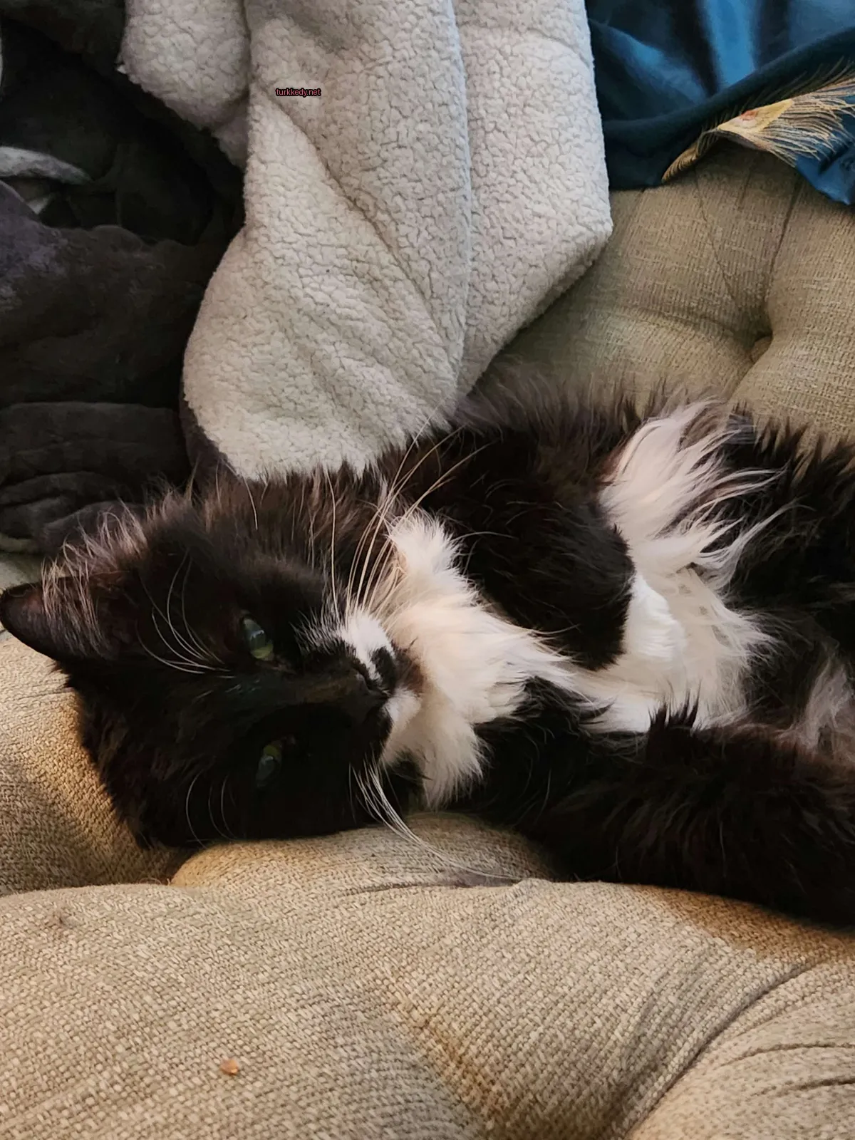 Siyah ve beyaz bir kedi bir sofa üzerinde yatıyor.