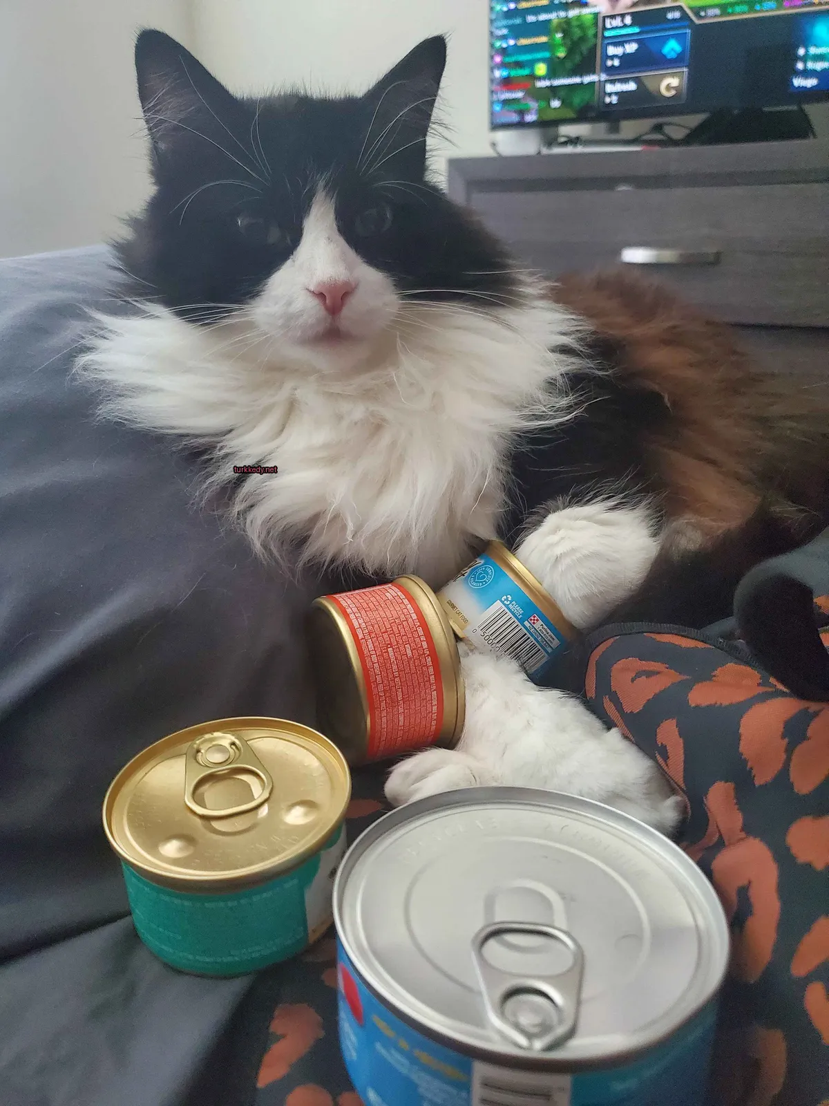Siyah ve beyaz bir kedi, kırmızı bir kemerle yatağa uzanmış mutfak tencereleri arasında yatıyor.