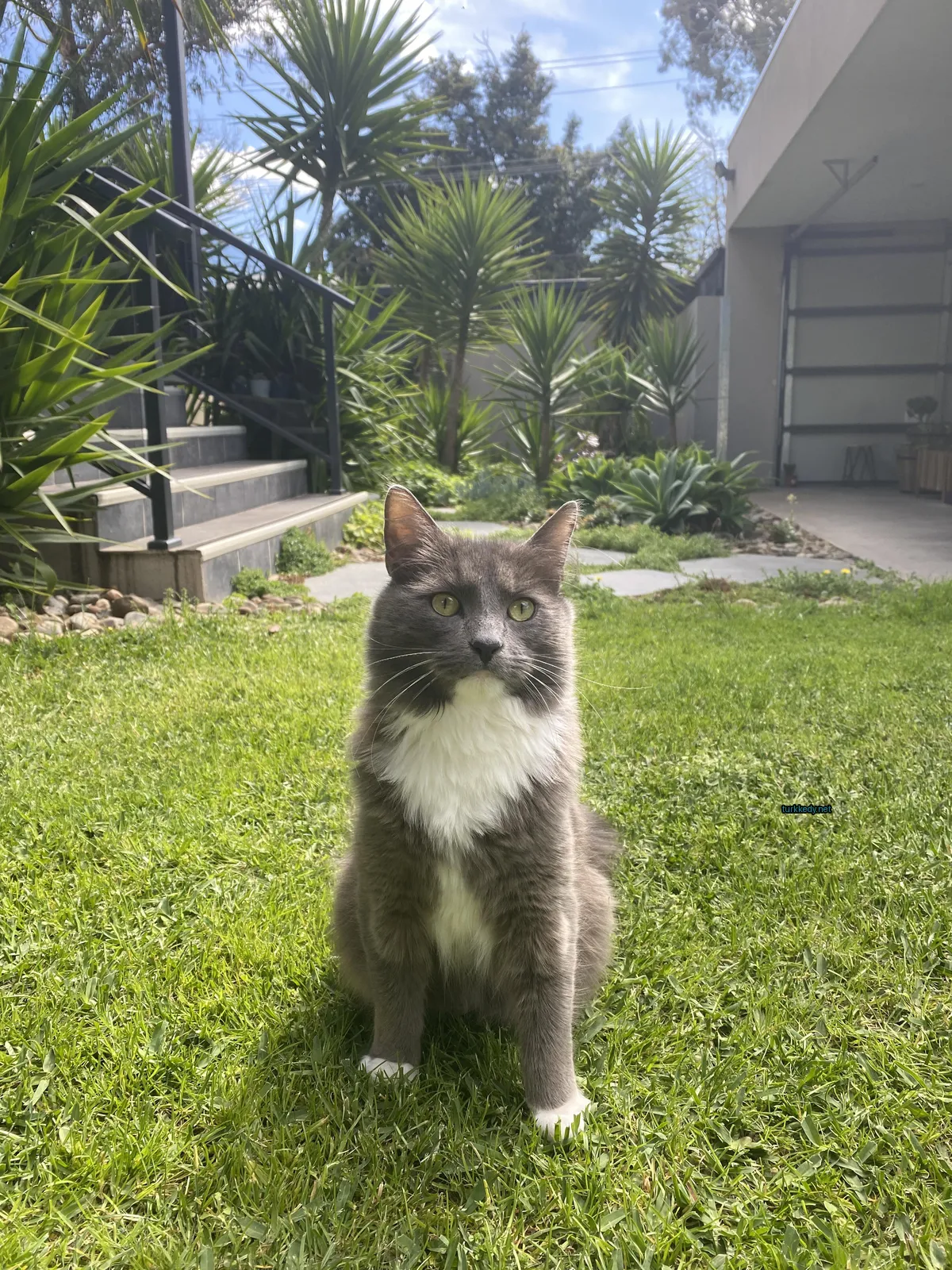 Beyaz ve gri bir kedi oturan çimlerde oturuyor.