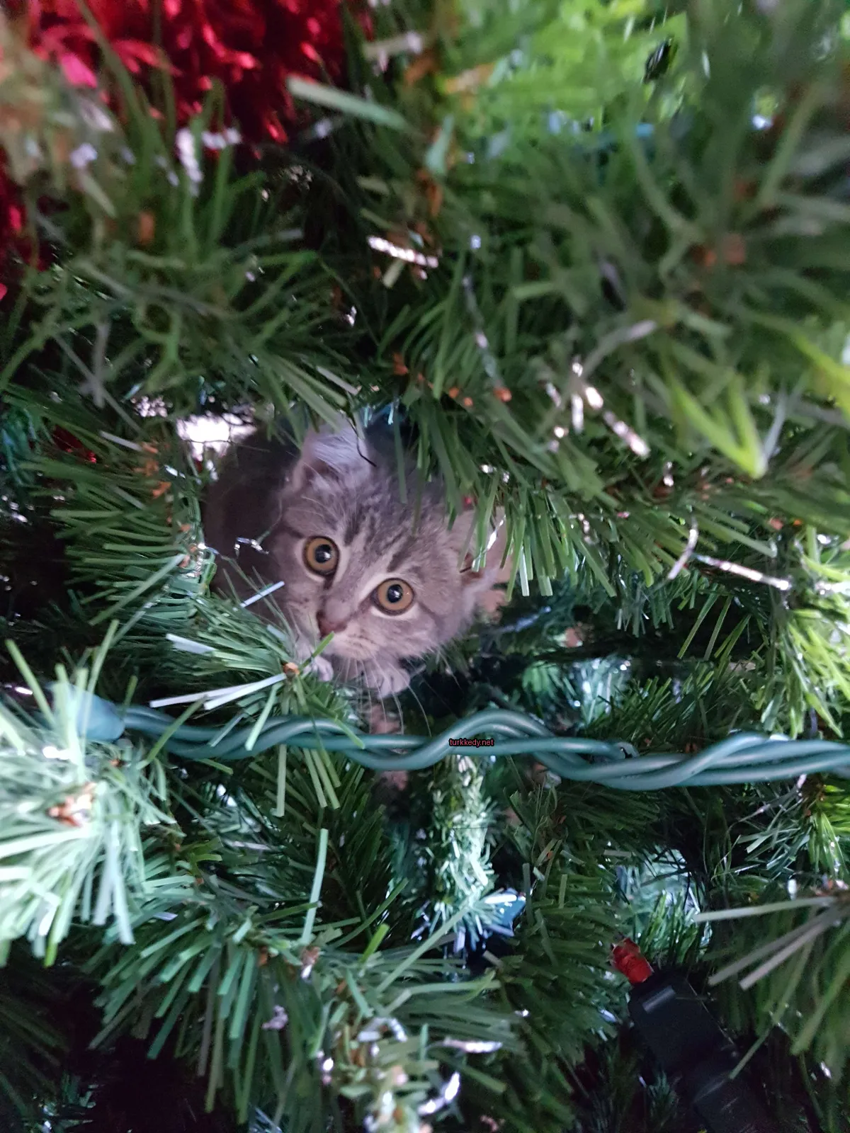 Bir gri ve beyaz kedi Noel ağacının arkasına saklanmıştır.