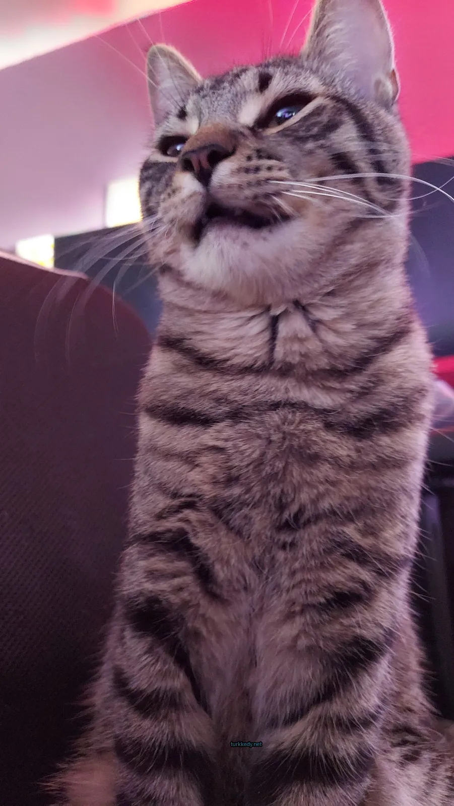 Beyaz çeneli, siyah kemerli ve şeritli bir kedi bir sandalyede oturuyor.