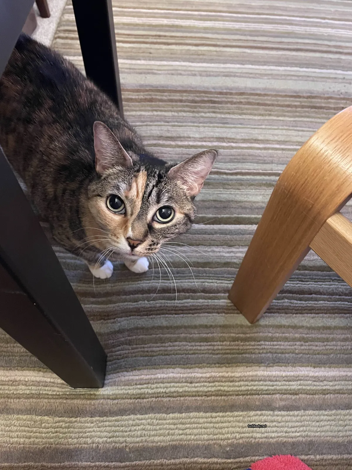 Koyu kahverengi ve beyaz bir kedi, desenli bir patterna sahip, bir ahşap zeminde oturuyor.