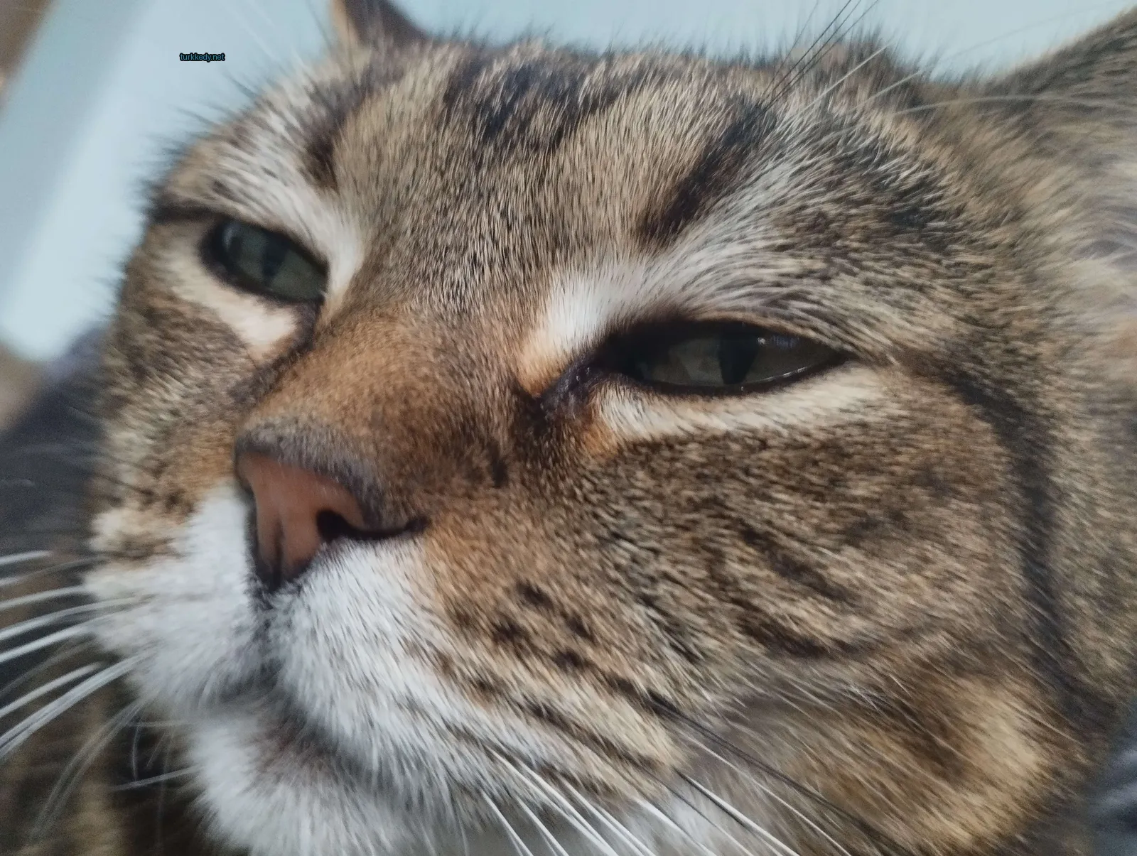 Kara ve beyaz bir kedi, damarlı desenli bir pattern ile kameraya bakıyor.