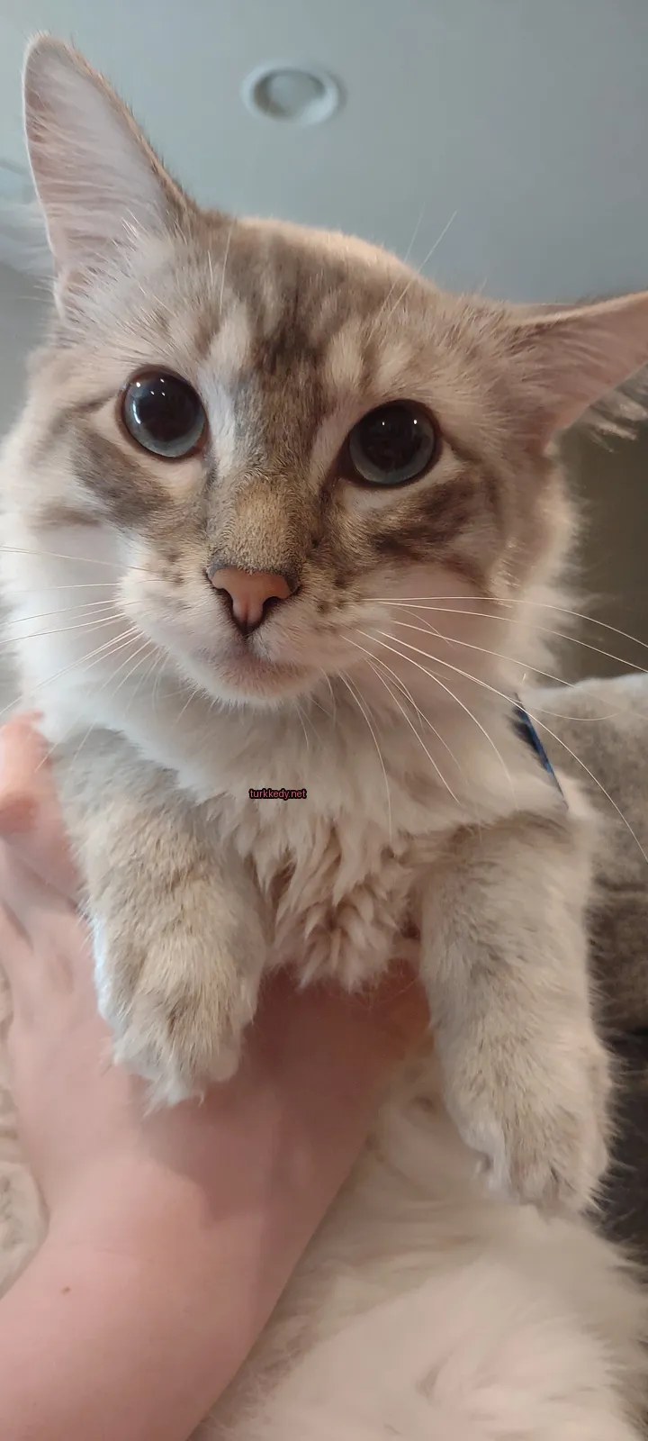 Beyaz ve gri bir kedi, mavi bir kemer takılı, bir insana tutunmuş.