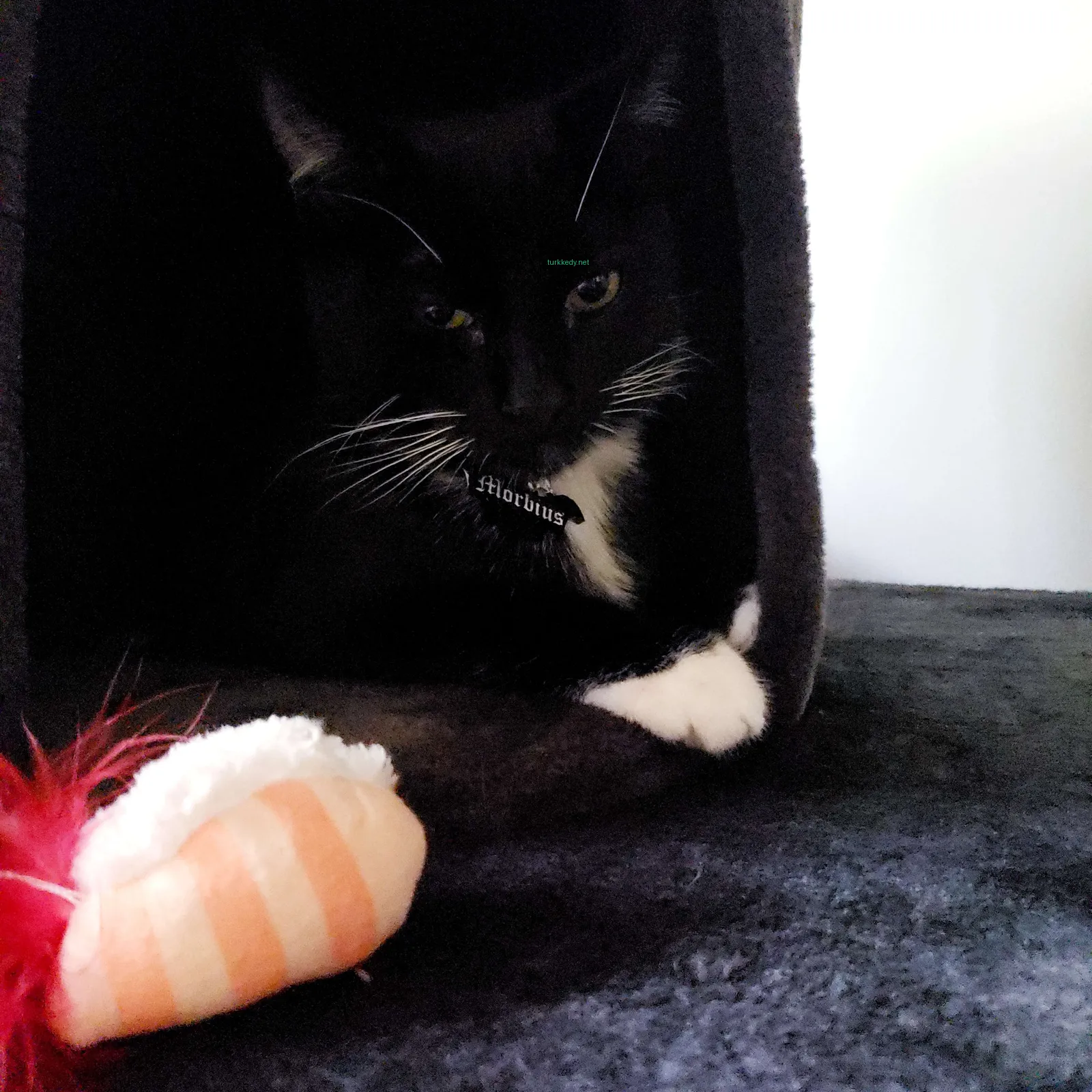 Beyaz ve siyah bir kedi kedi yatağında oturuyor.