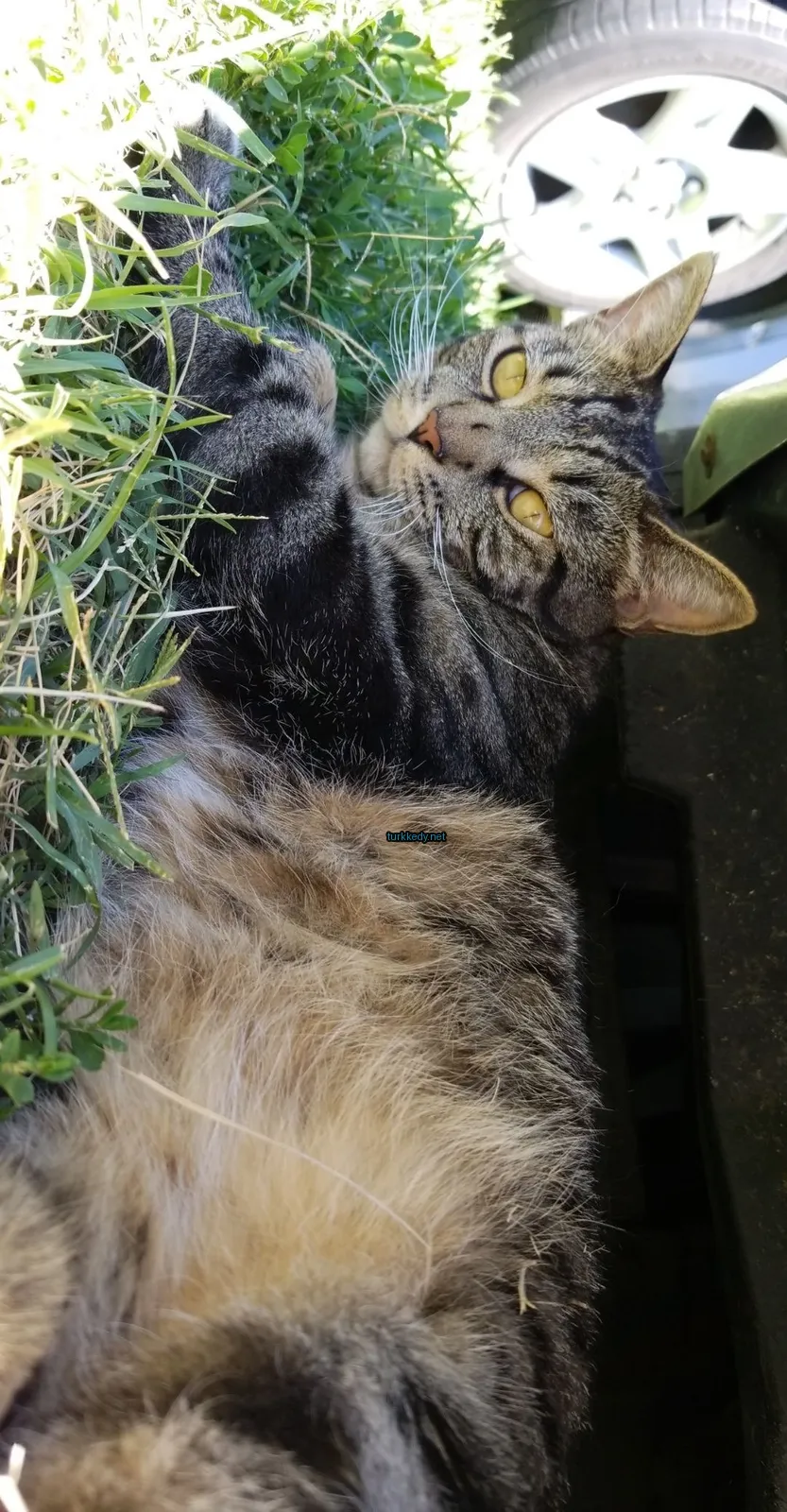Siyah ve beyaz bir kedi ot üzerinde yatıyor.