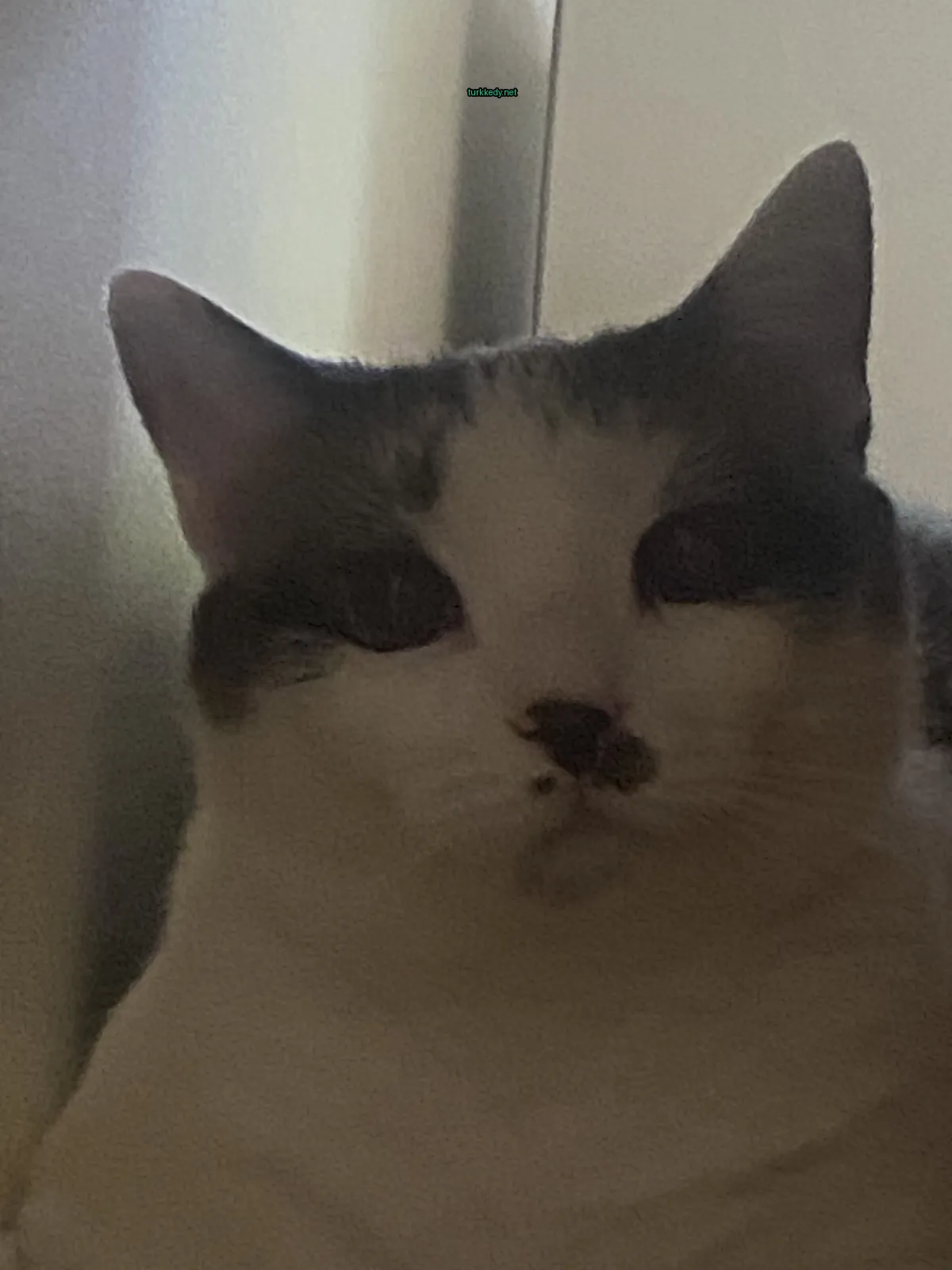Beyaz ve gri bir kedi, bir buzdolabının önünde oturuyor.