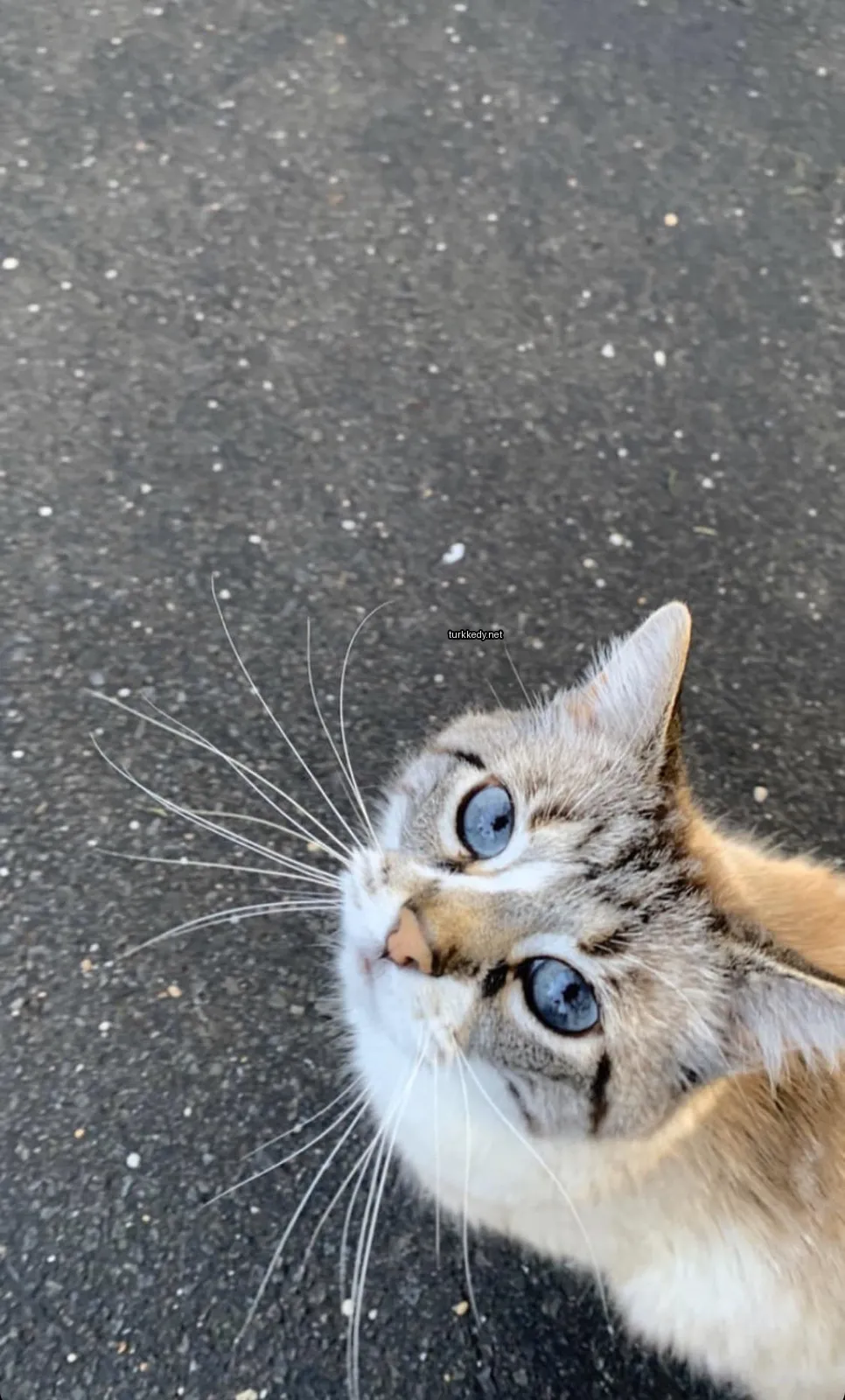 Gri ve beyaz bir kedi, mavi gözleri ve uzun tüylü bir siyah asfalt yolda duruyor.