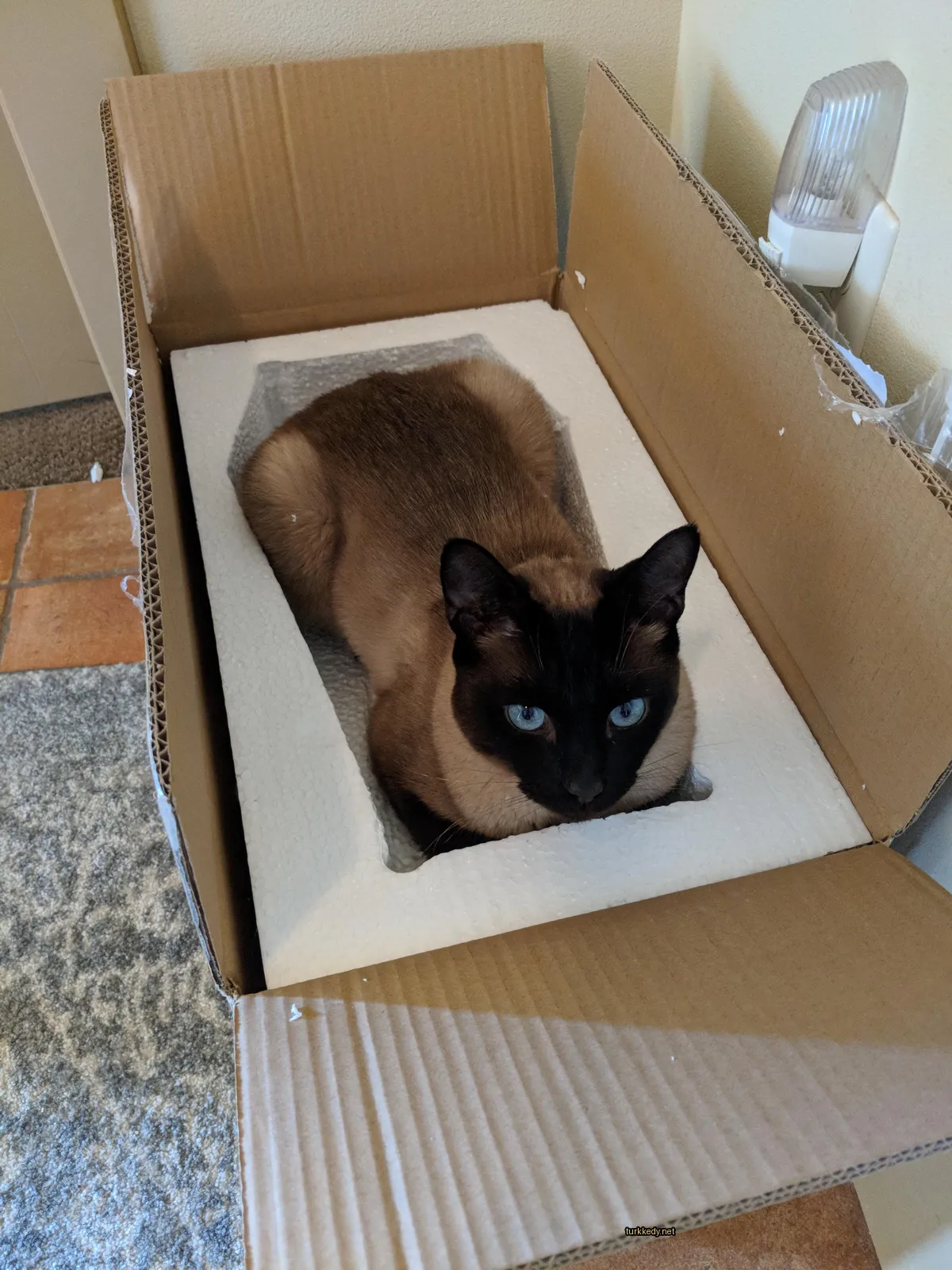 Siyah-beyaz bir kedi boxta yatıyor.