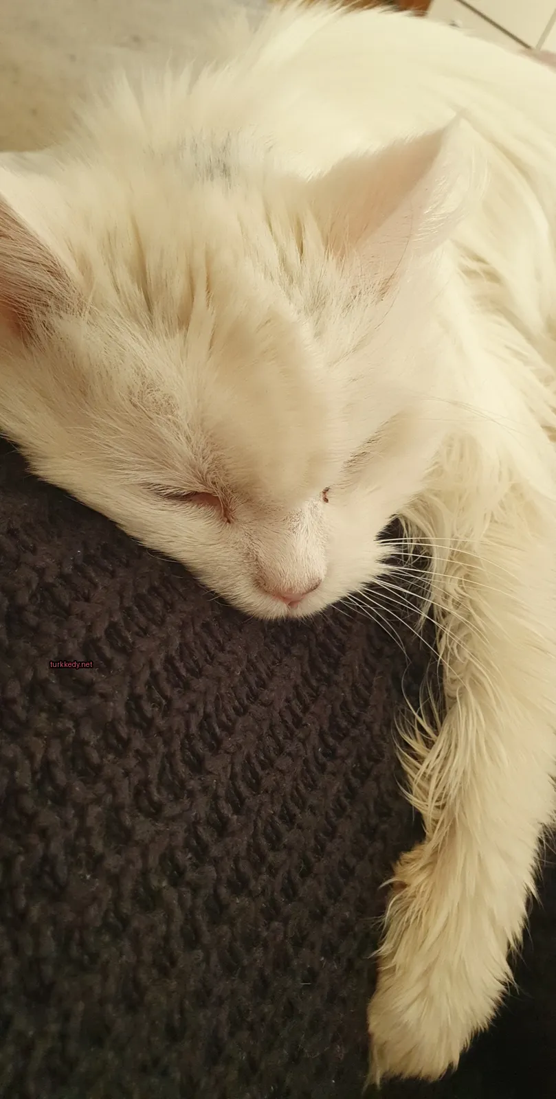 Beyaz bir kedi, siyah bir battaniyenin üzerinde siyah kulakları ve bıyıkları olan bir beyaz kedi yatıyor.