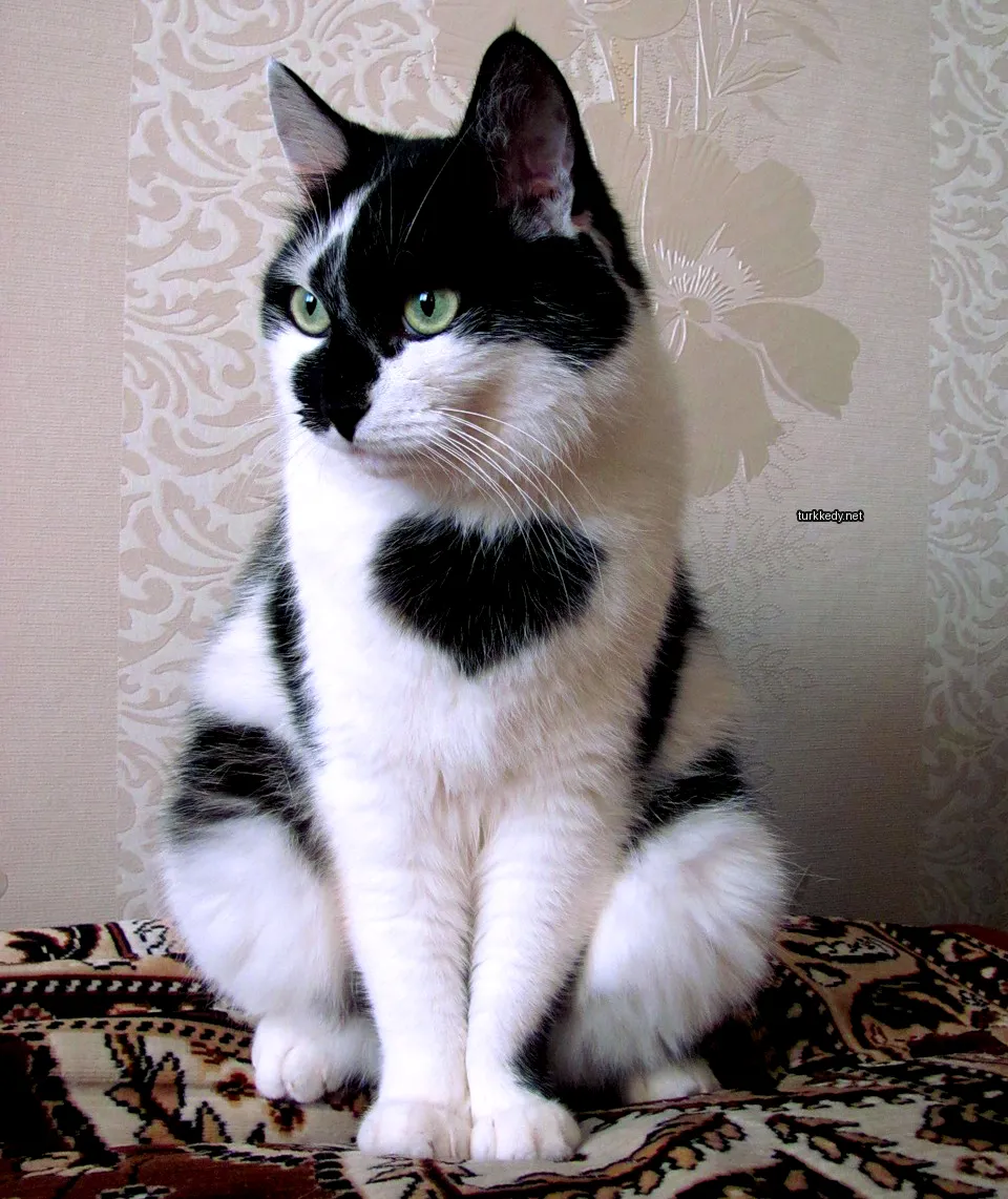 Siyah beyaz bir kedi, göğsünde kalp şeklindeki bir leke olan bir masa üzerinde oturuyor.