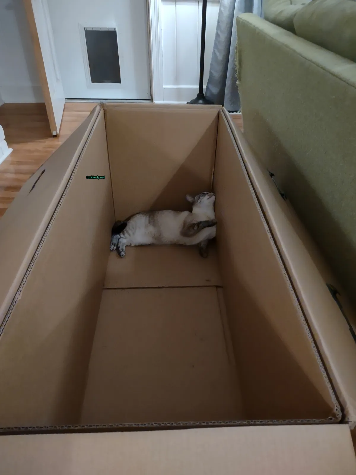 Beyaz ve kahverengi bir kedi karton kutuda yatıyor.