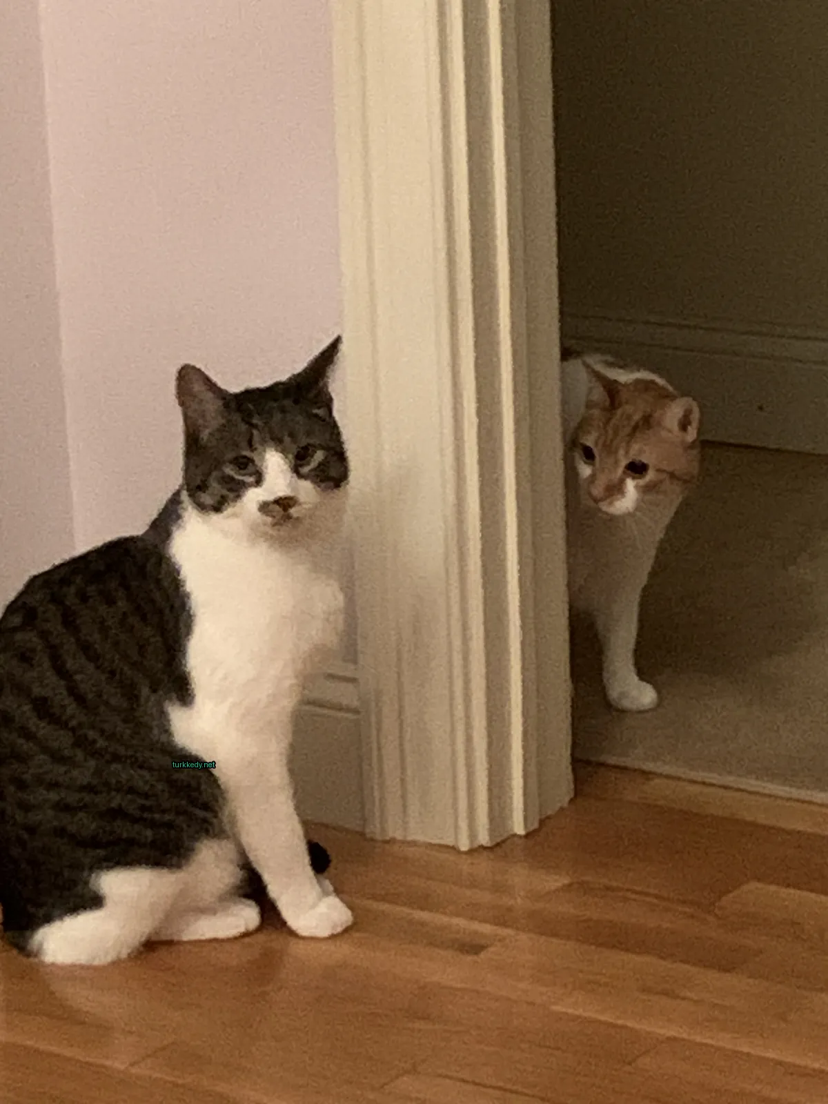 Gri ve beyaz bir kedi bir ahşap zemin üzerinde duruyor.