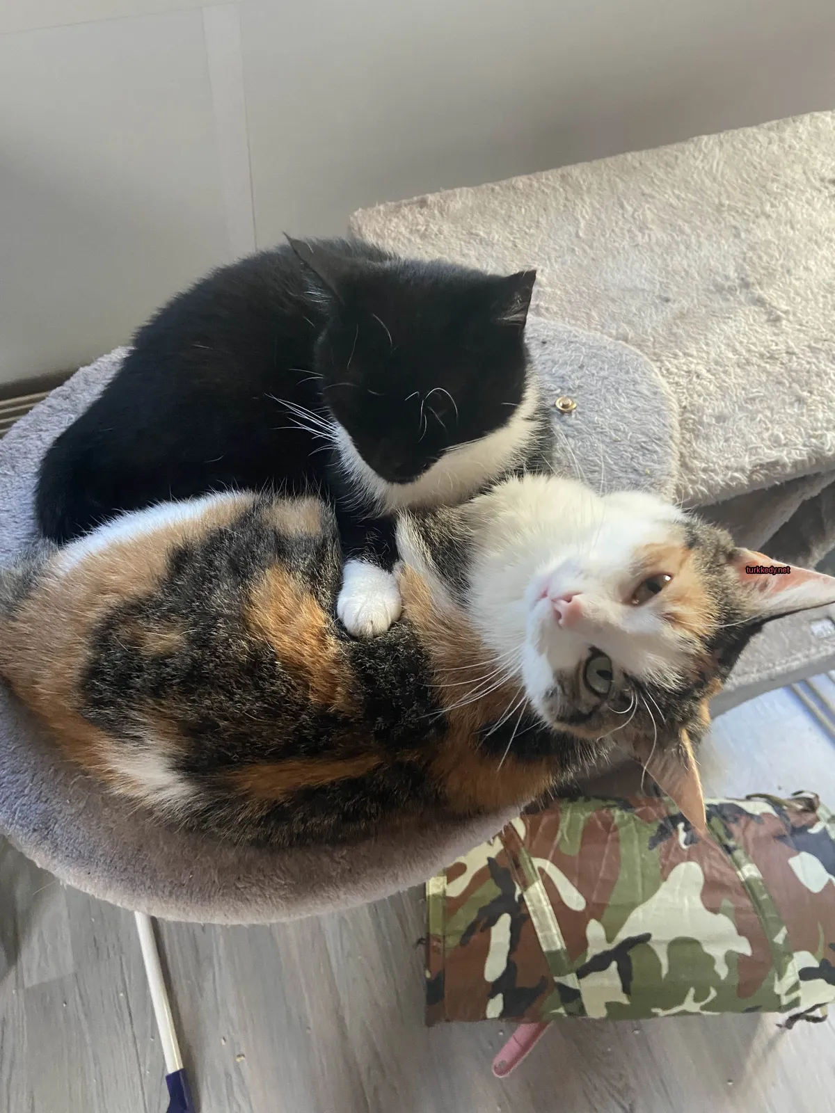 Siyah ve beyaz bir kedi bir kedi yatağında bir kelo kedi ile yatıyor.