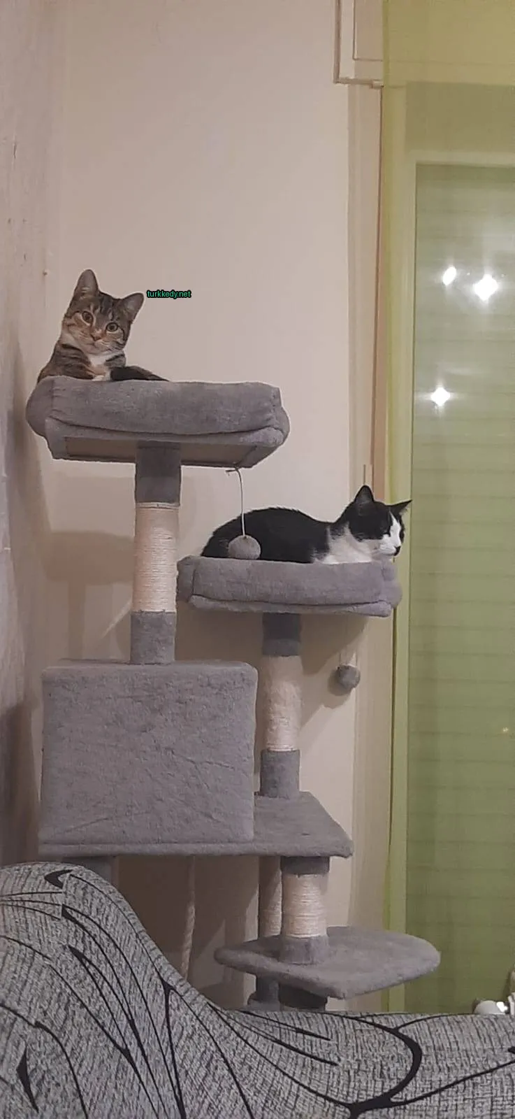 Siyah ve beyaz bir kedi bir kedi kulesinde yatıyor.