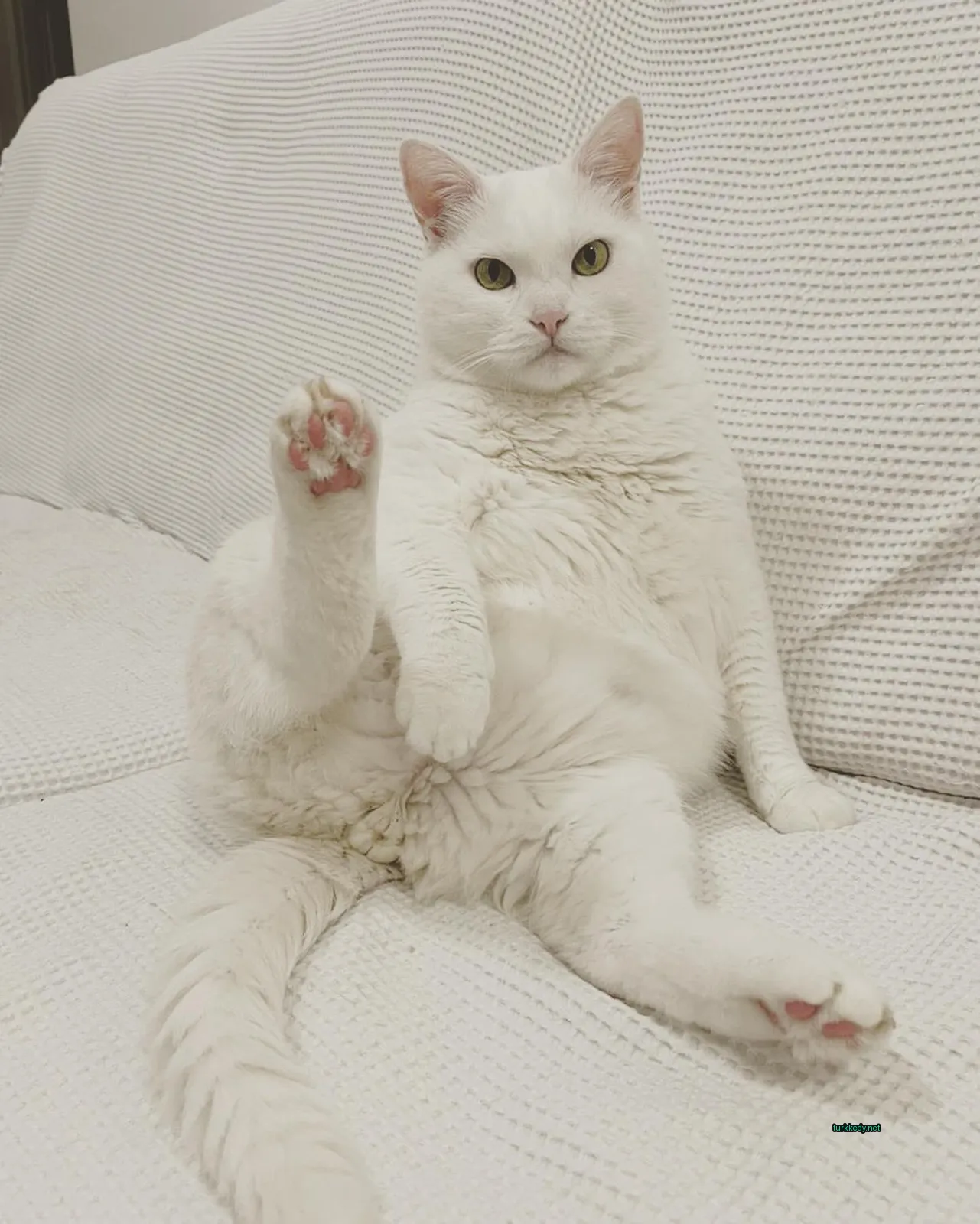 Beyaz bir kedi beyaz bir sofa üzerinde mavi bir ayakla oturuyor.