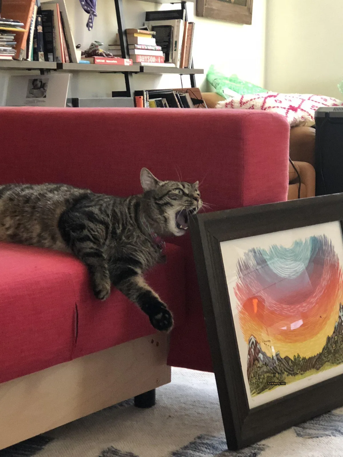 Kara ve gri bir kedi kırmızı bir sofa üzerinde yatıyor.