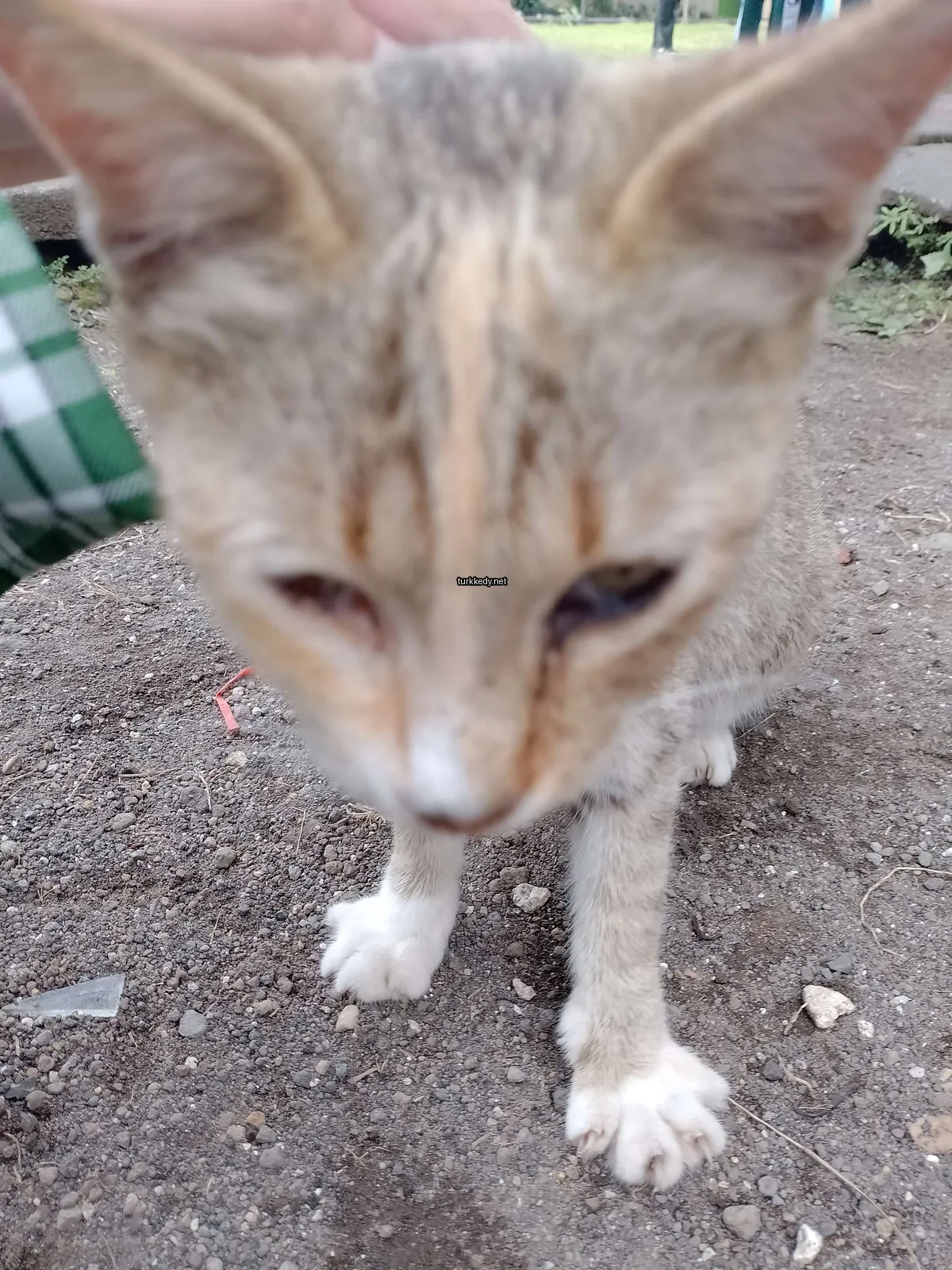 Koyu ve beyaz bir deri desenine sahip bir kedi topraktan duruyor.