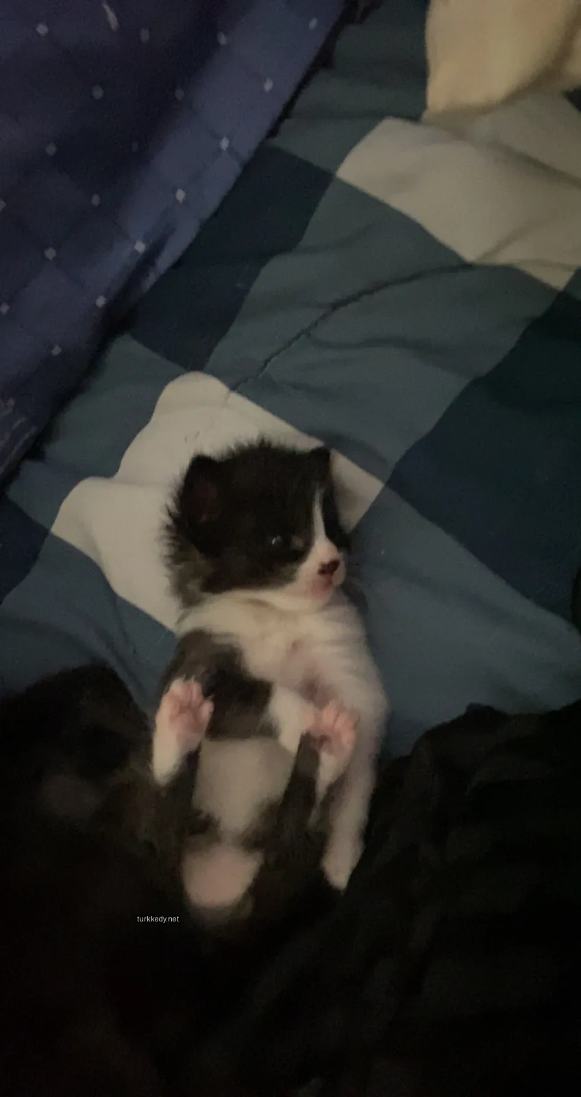 Siyah beyaz bir kedi mavi ve beyaz checkered bir bez üzerinde yatıyor.