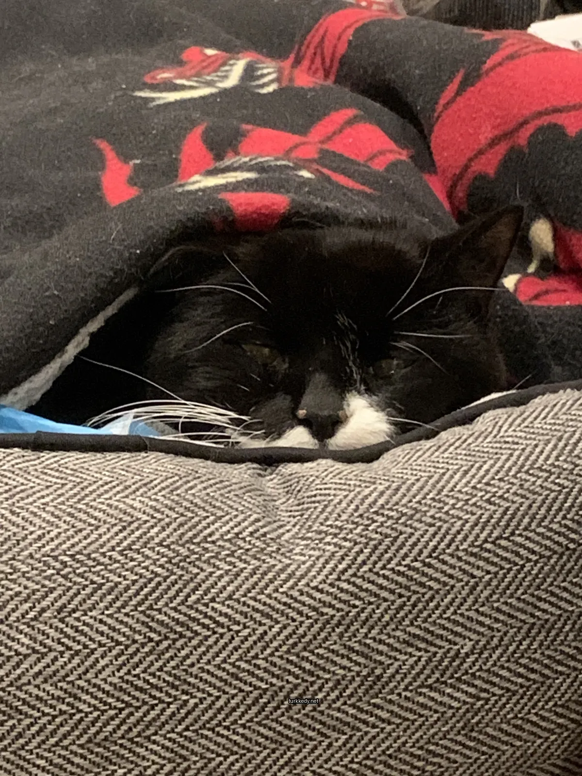 Siyah ve beyaz bir kedi bir sofa üzerinde uyuyor.