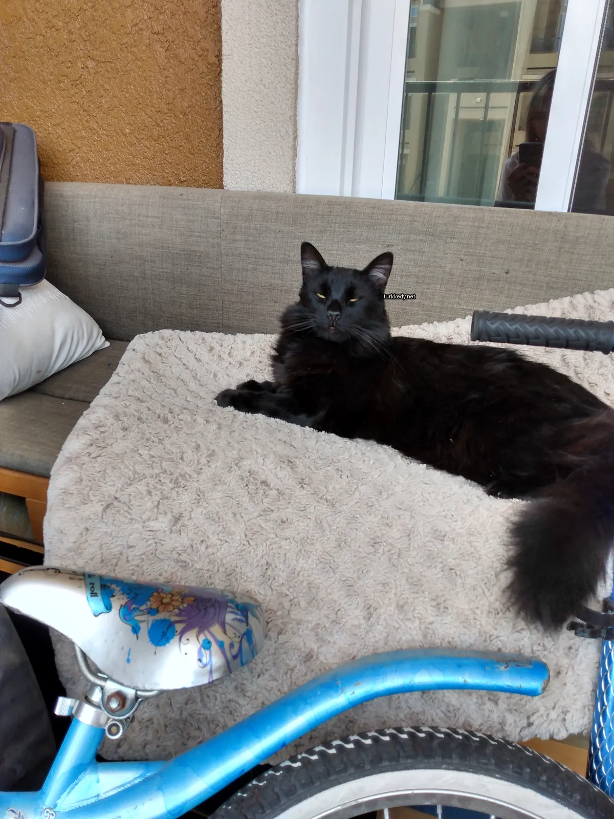Siyah bir kedi, göğsü ve kuyruğu beyaz olan bir kedi bir sofa üzerinde yatıyor.