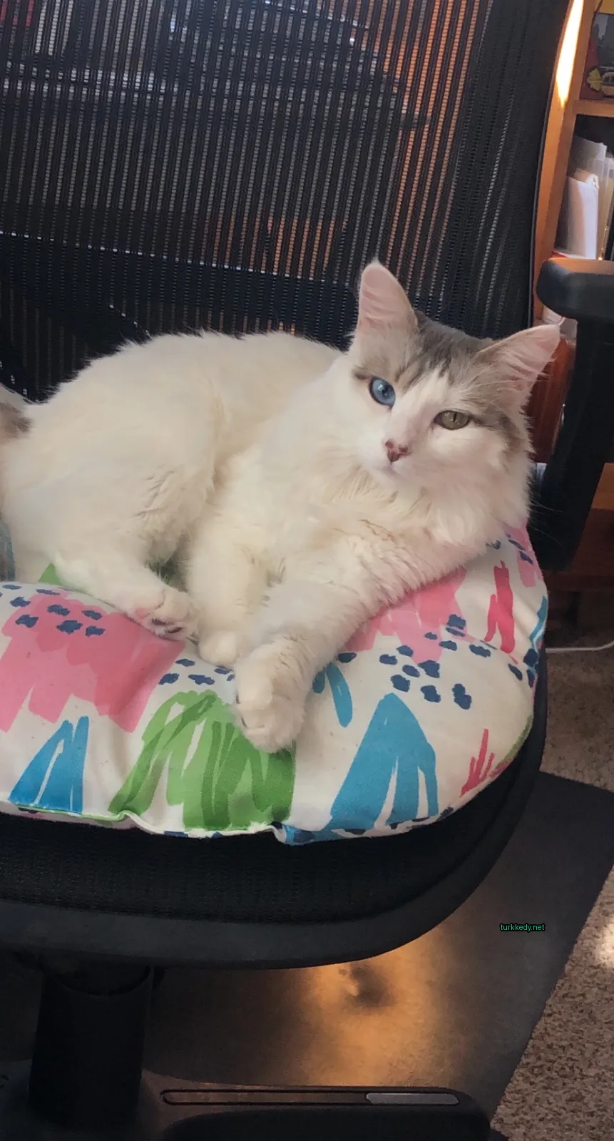 Beyaz ve gri bir kedi mavi gözleriyle bir koltukta yastık üzerinde yatıyor.