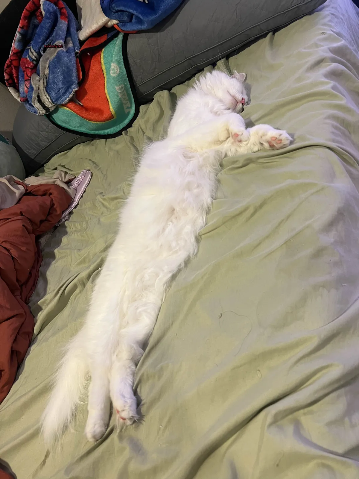 Beyaz bir kedi yatağın üzerinde uzun kuyruğu ile yatıyor.