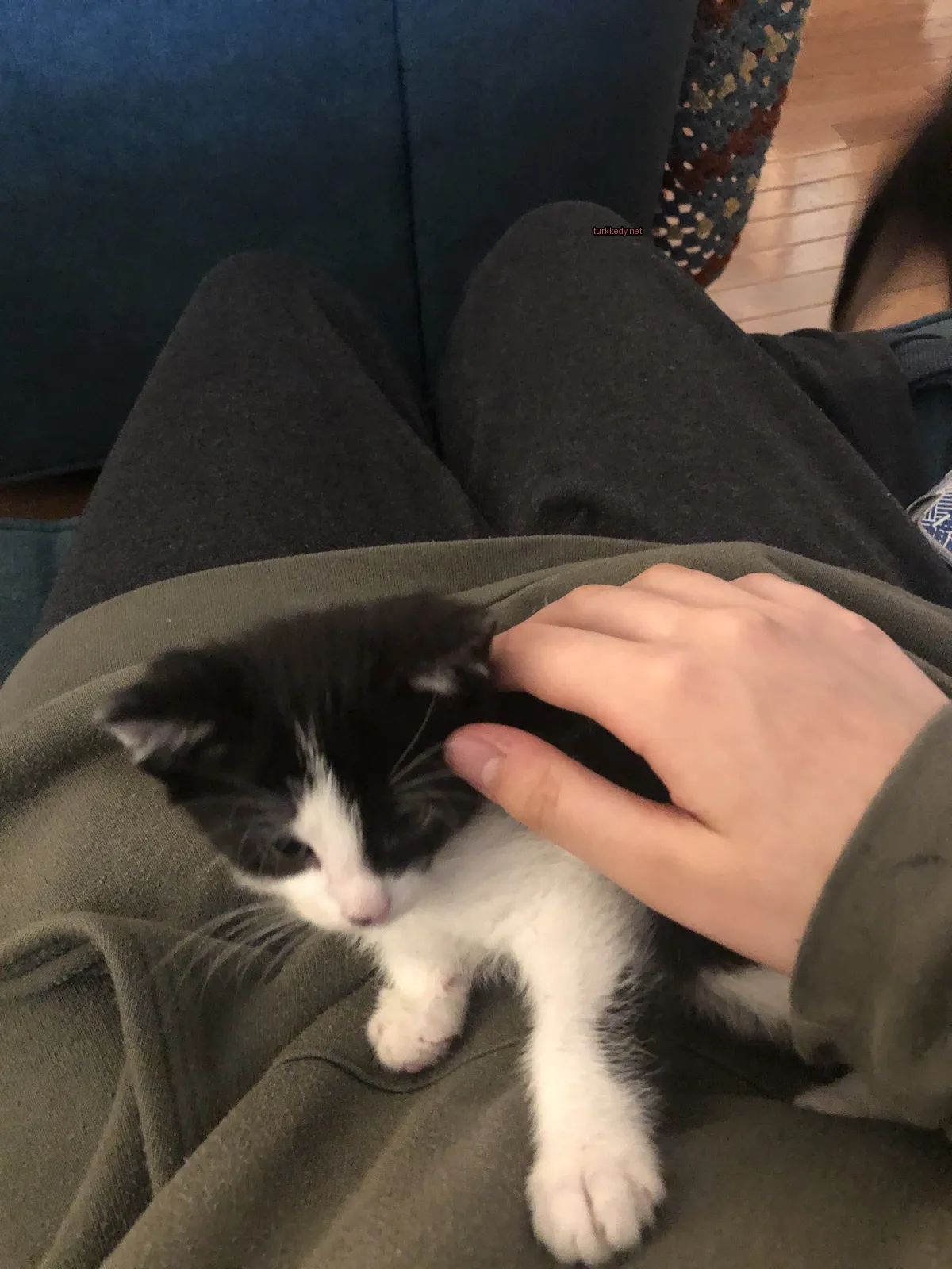 Siyah beyaz bir kedi bir kişinin bacakları üzerinde yatıyor.