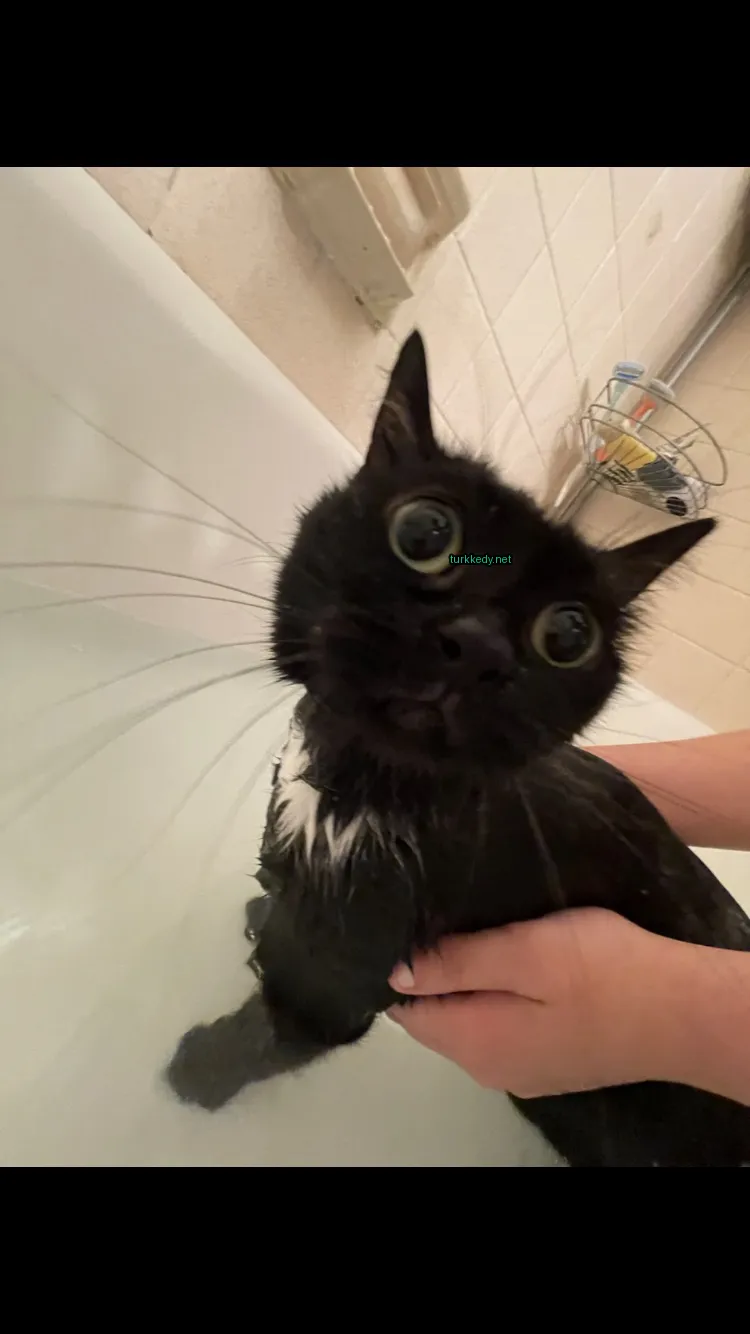 Siyah bir kedi beyaz tüylü ve gözleri olan bir banyoda oturuyor.