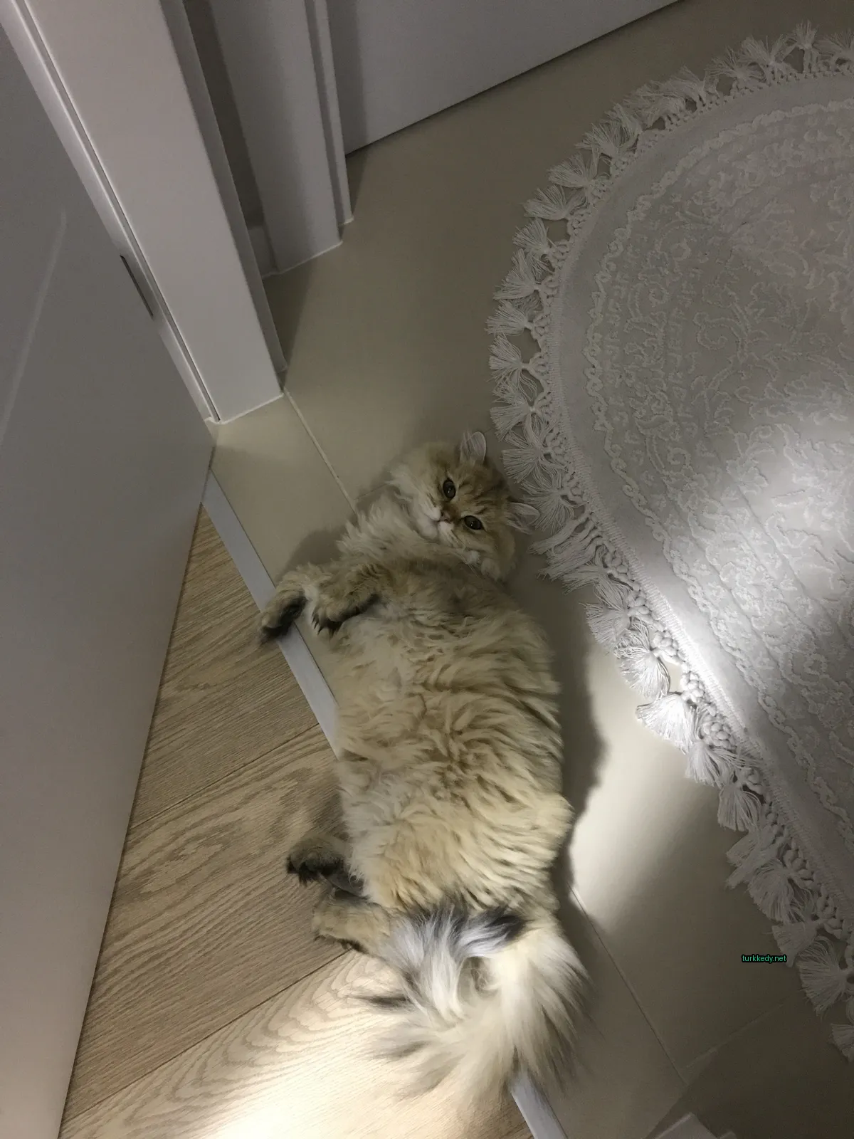 Bir beyaz ve püsküllü kedi bir odada bir halı üzerinde zemine yatıyor.