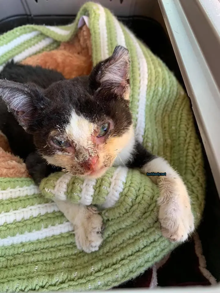Siyah ve beyaz bir kedi, pink bir burun ve yeşil bir battaniye var.