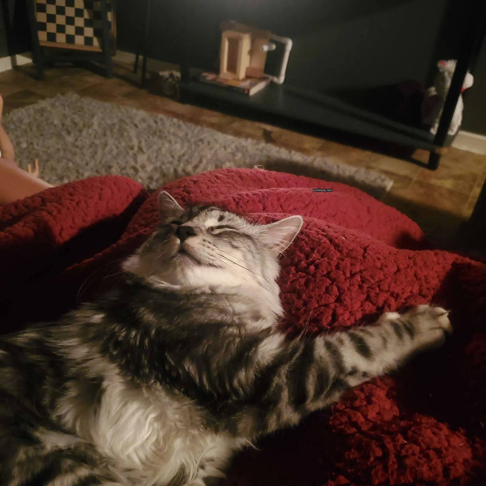 Gri ve beyaz bir kedi kırmızı bir bez üzerinde yatıyor.
