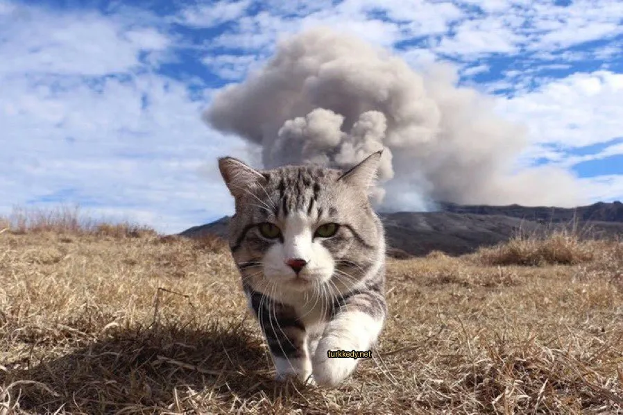 Gri ve beyaz bir kedi bir tarla içinde bir bulutun arkasında yürüyor.