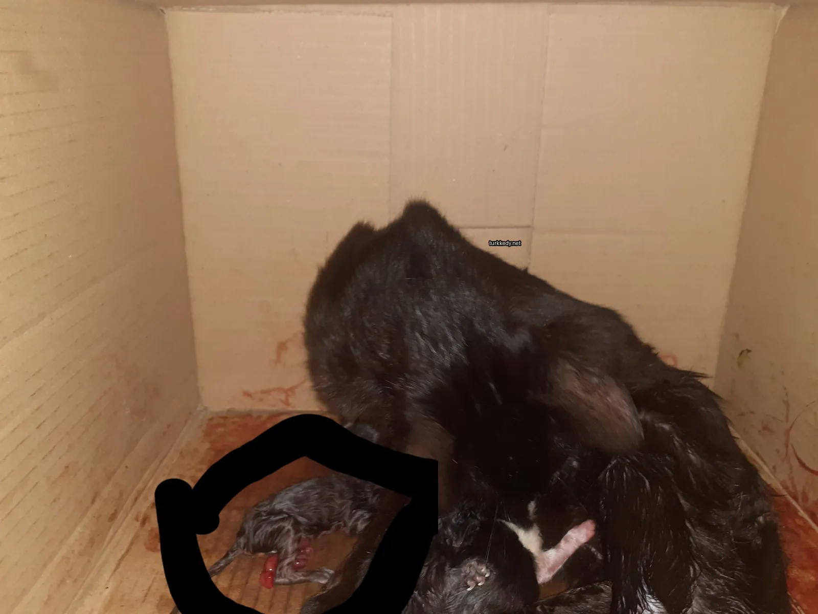 Siyah bir kedi bir kutunun üzerinde yatar ve kuyruğunda bir kedi kucaklıyor.