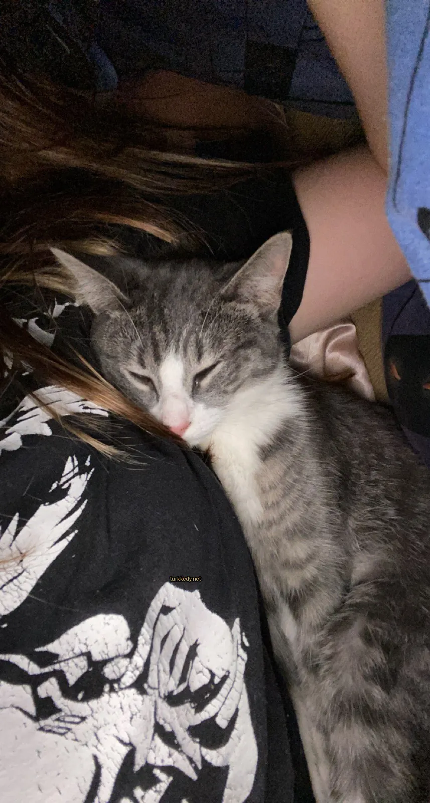 Beyaz ve gri bir kedi bir kişinin omzunda uyuyor.