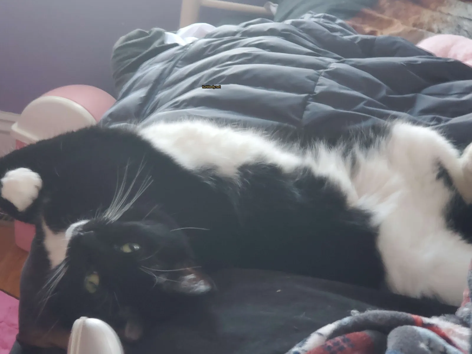 Beyaz ve siyah bir kedi yatakta yatıyor.