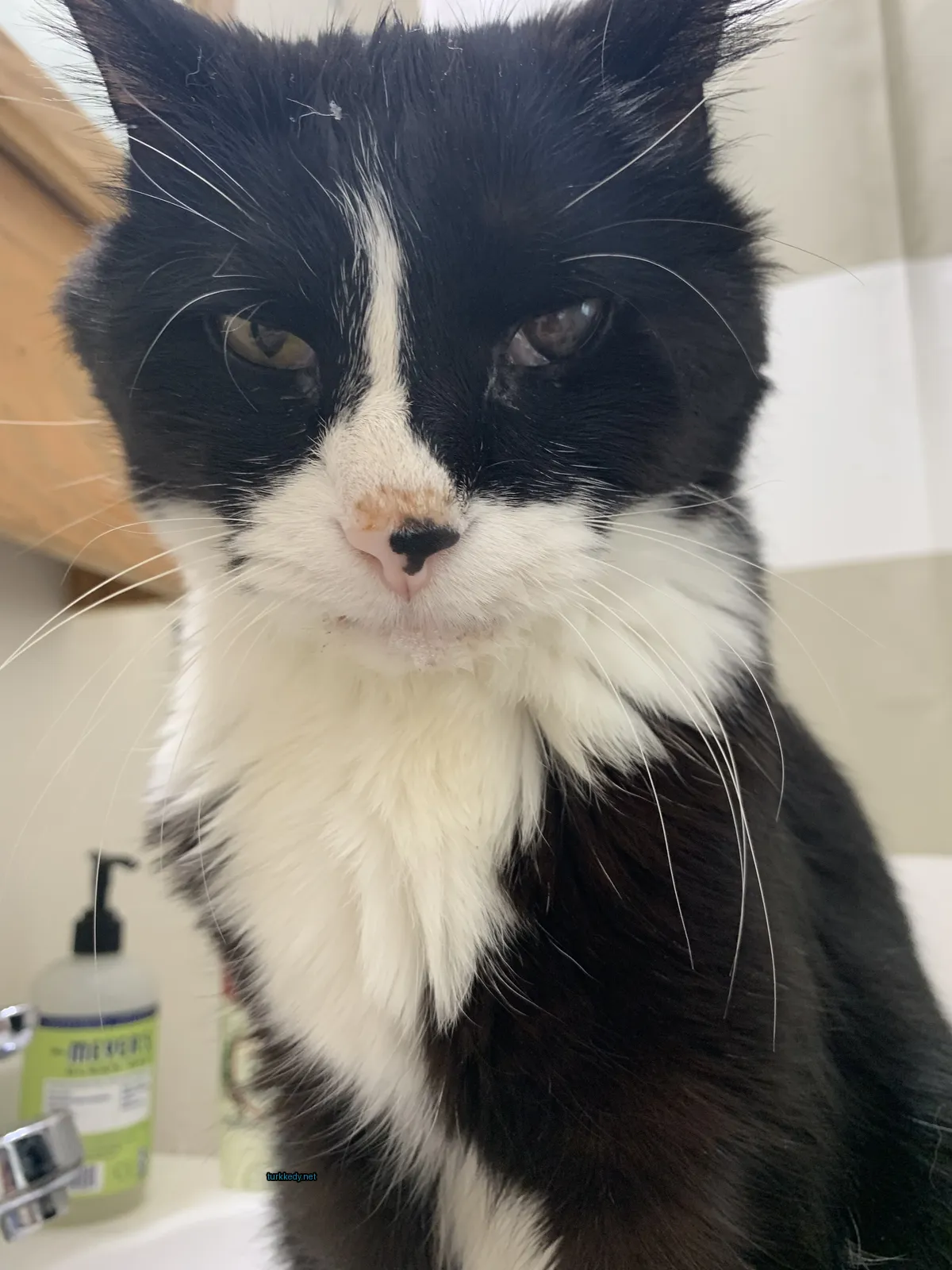 Beyaz çeneli ve bıyıklı siyah bir kedi kameraya bakıyor.