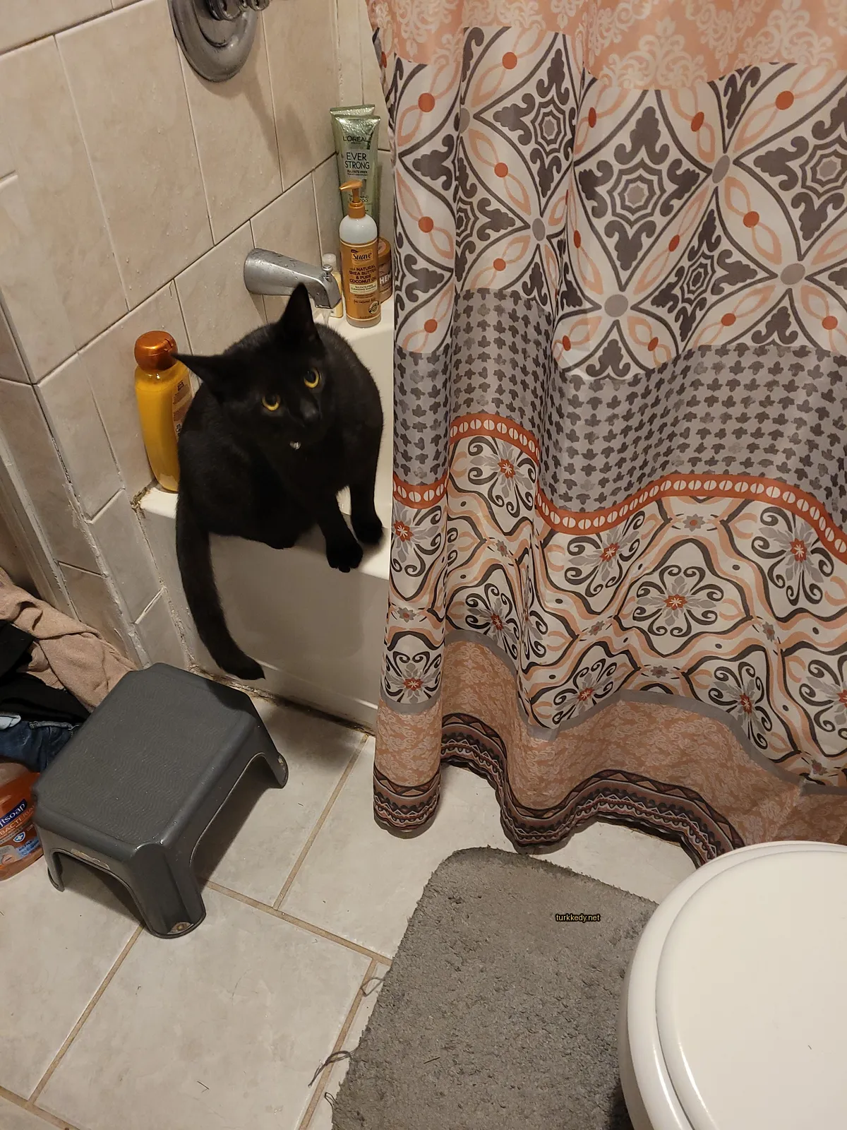Kara bir kedi banyo küvetinde oturuyor.